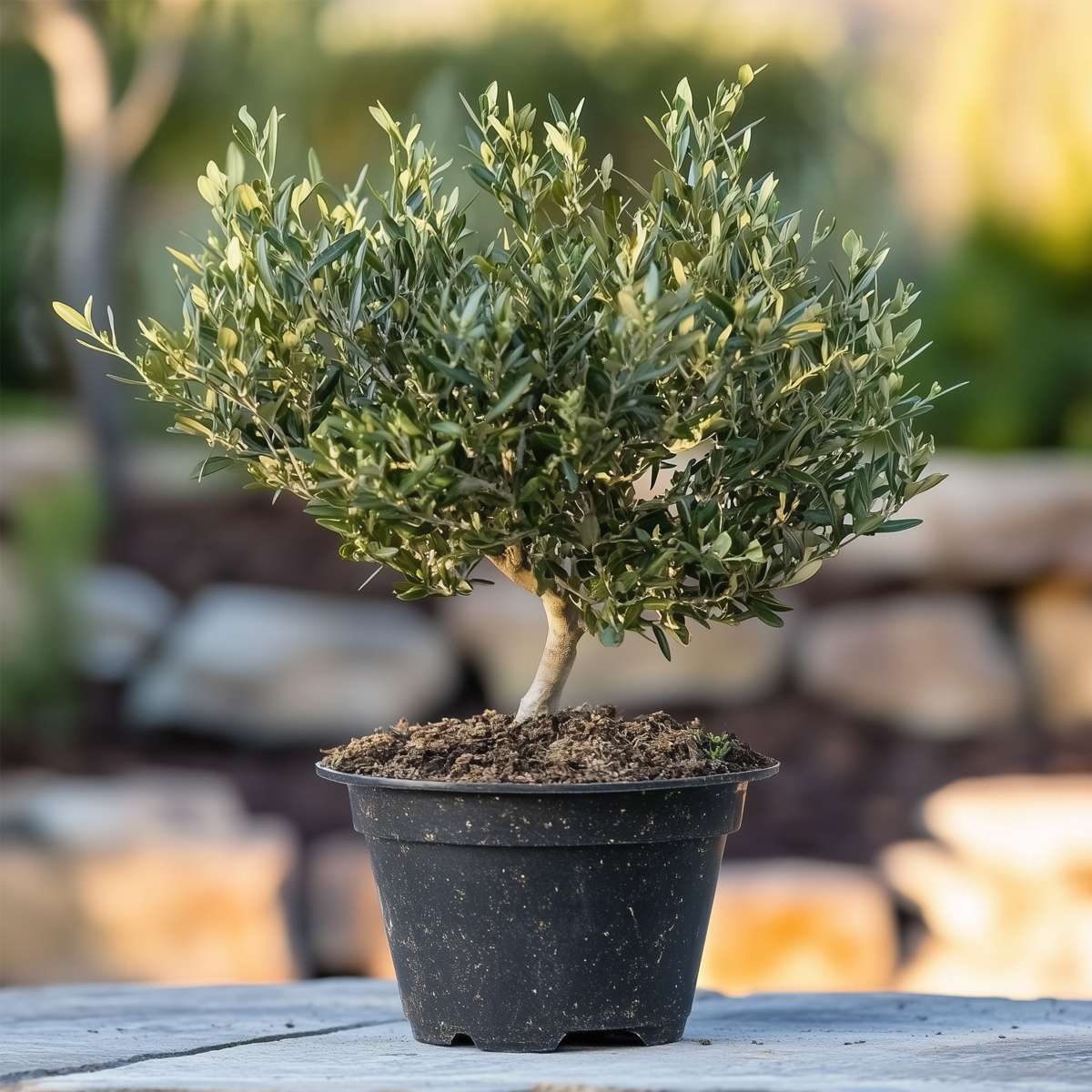 Măslin - Olea europaea - Înălţime 30-40cm - ⌀21cm
