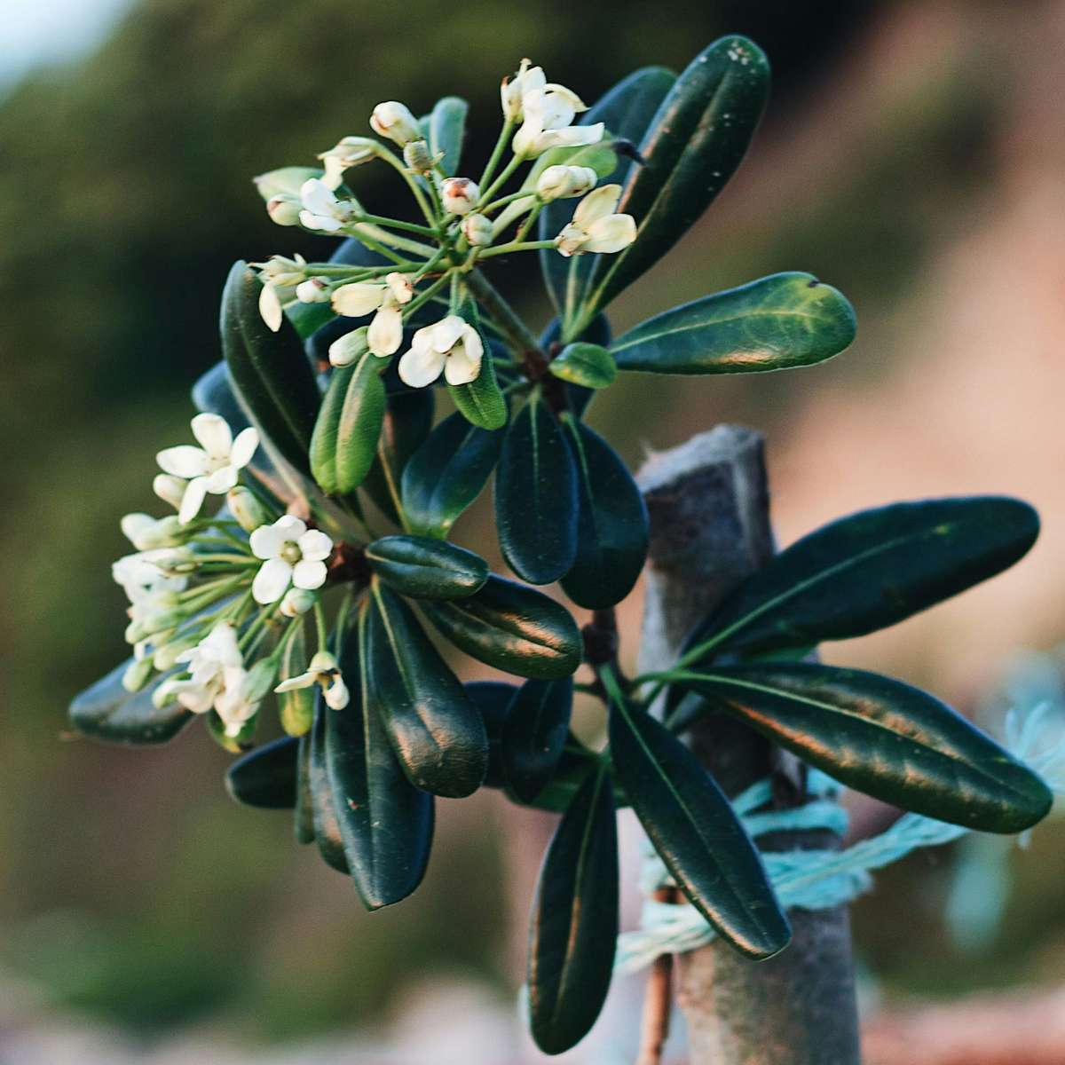 Tufa de dafin - Pittosporum tobira nanum - Înălţime 30-40cm - ⌀19cm