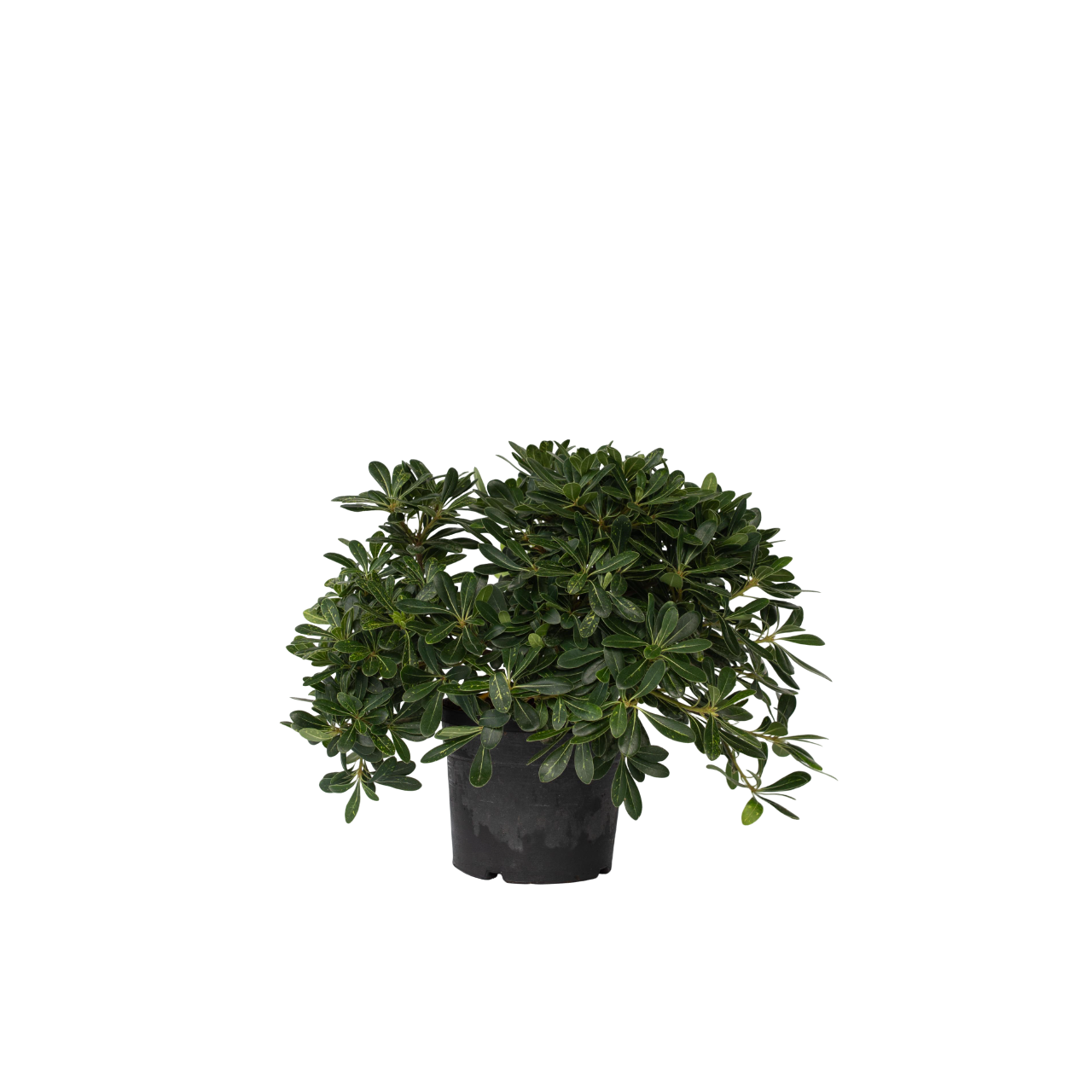Tufa de dafin - Pittosporum tobira nanum - Înălţime 30-40cm - ⌀19cm