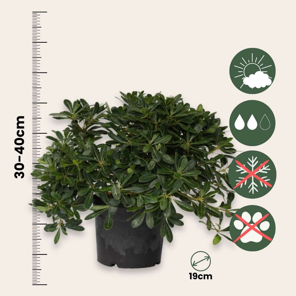 Tufa de dafin - Pittosporum tobira nanum - Înălţime 30-40cm - ⌀19cm