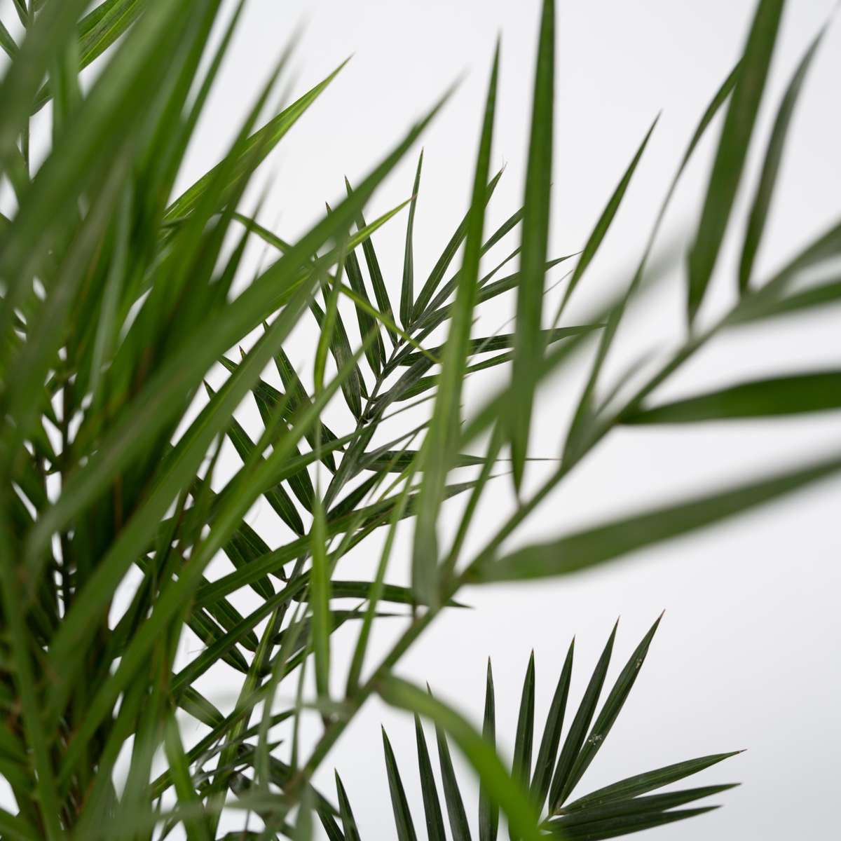 Palmierul Curmal - Phoenix canariensis - Înălţime 80-100cm - ⌀19cm