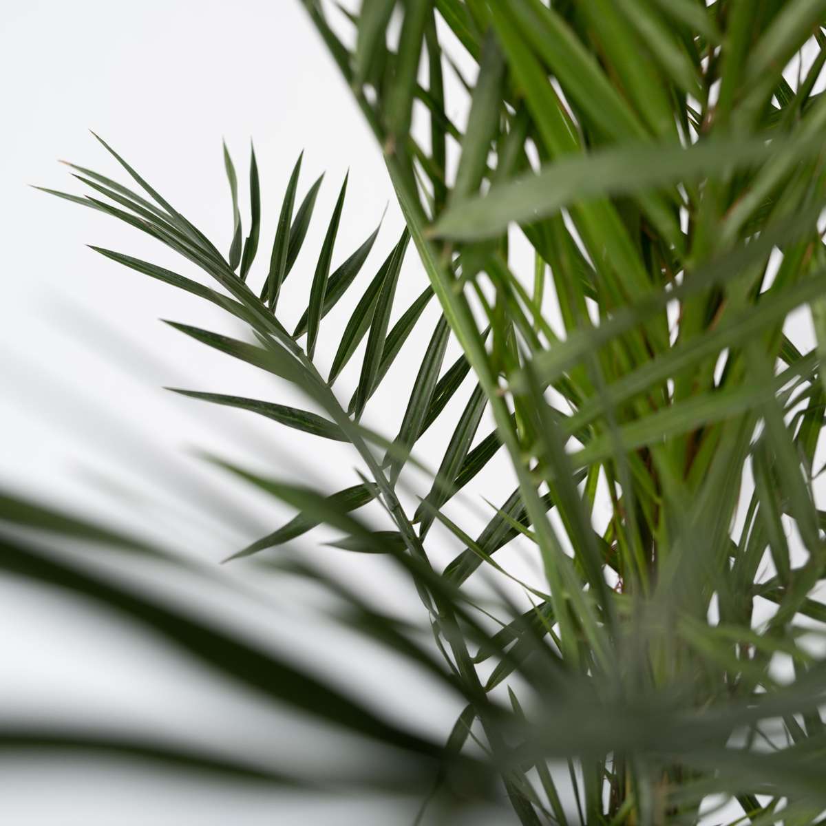 Palmierul Curmal - Phoenix canariensis - Înălţime 80-100cm - ⌀19cm