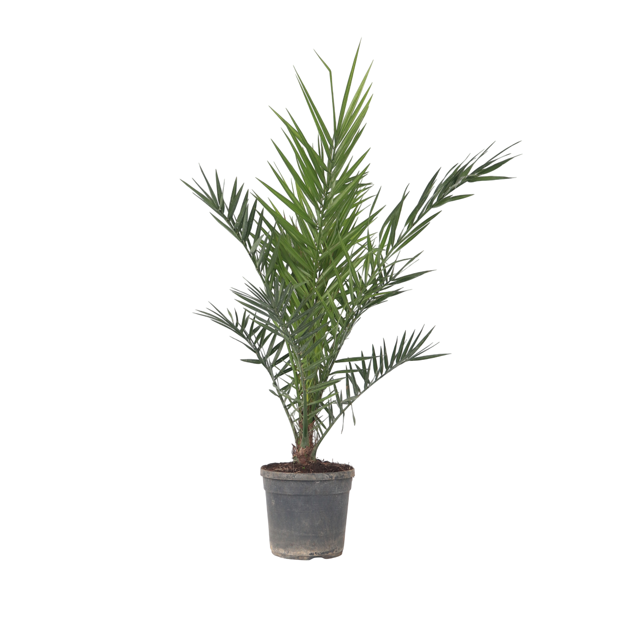Palmierul Curmal - Phoenix canariensis - Înălţime 80-100cm - ⌀19cm