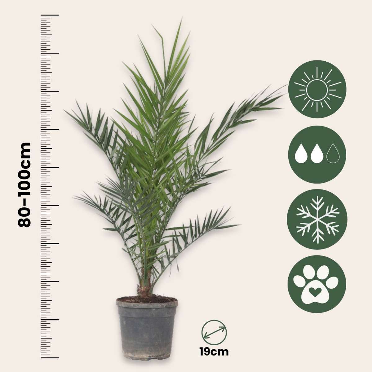 Palmierul Curmal - Phoenix canariensis - Înălţime 80-100cm - ⌀19cm