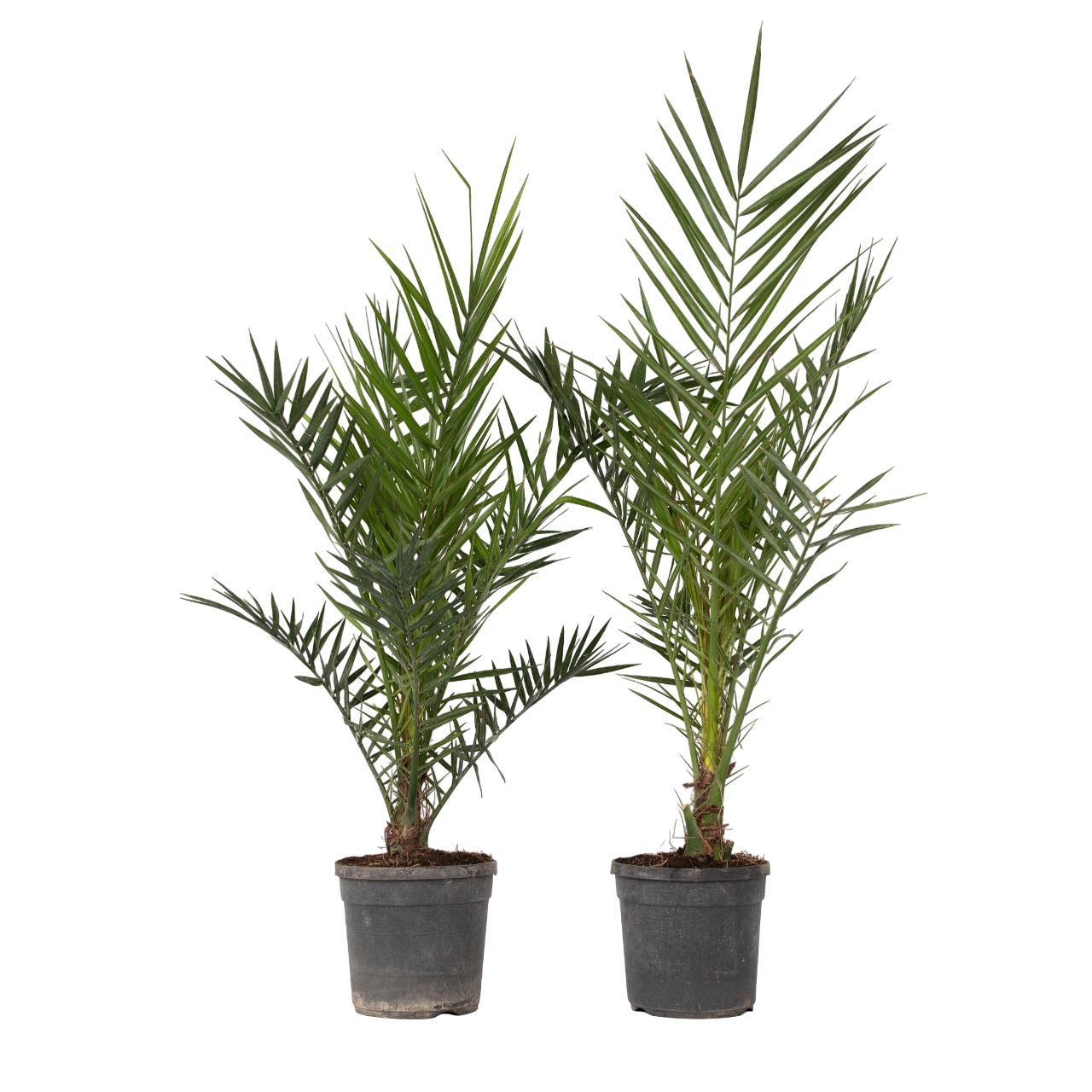 Palmierul Curmal - 2 buc - Phoenix canariensis - Înălţime 80-100cm - ⌀19cm