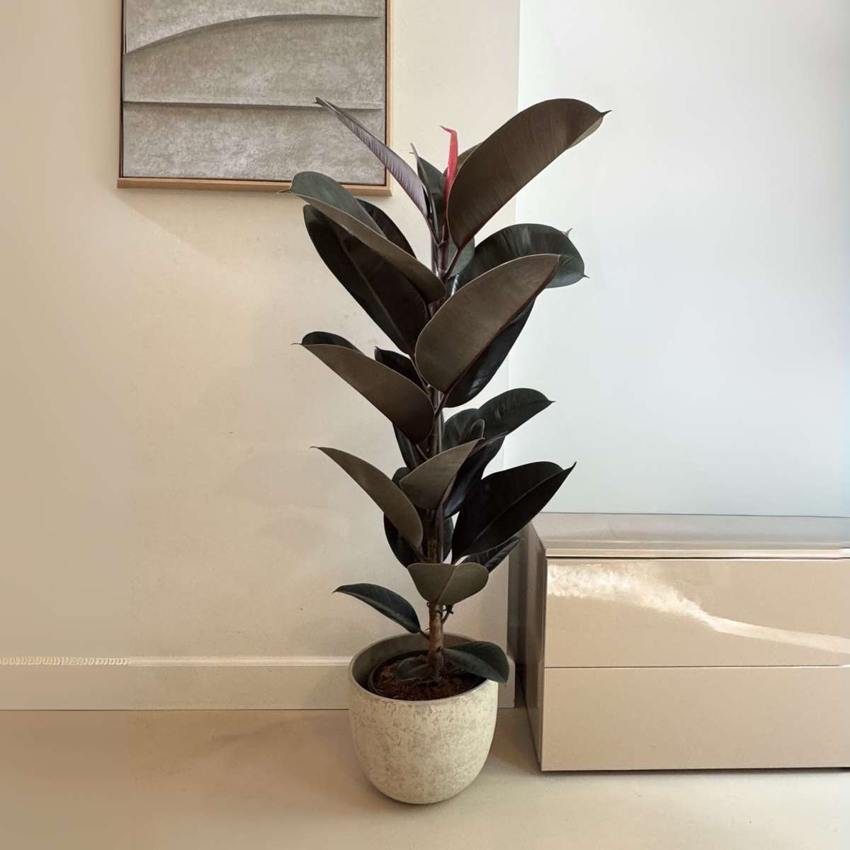 Ficusul de cauciuc - Ficus Elastica 'Abidjan' - Înălţime 75-100cm - ⌀24cm