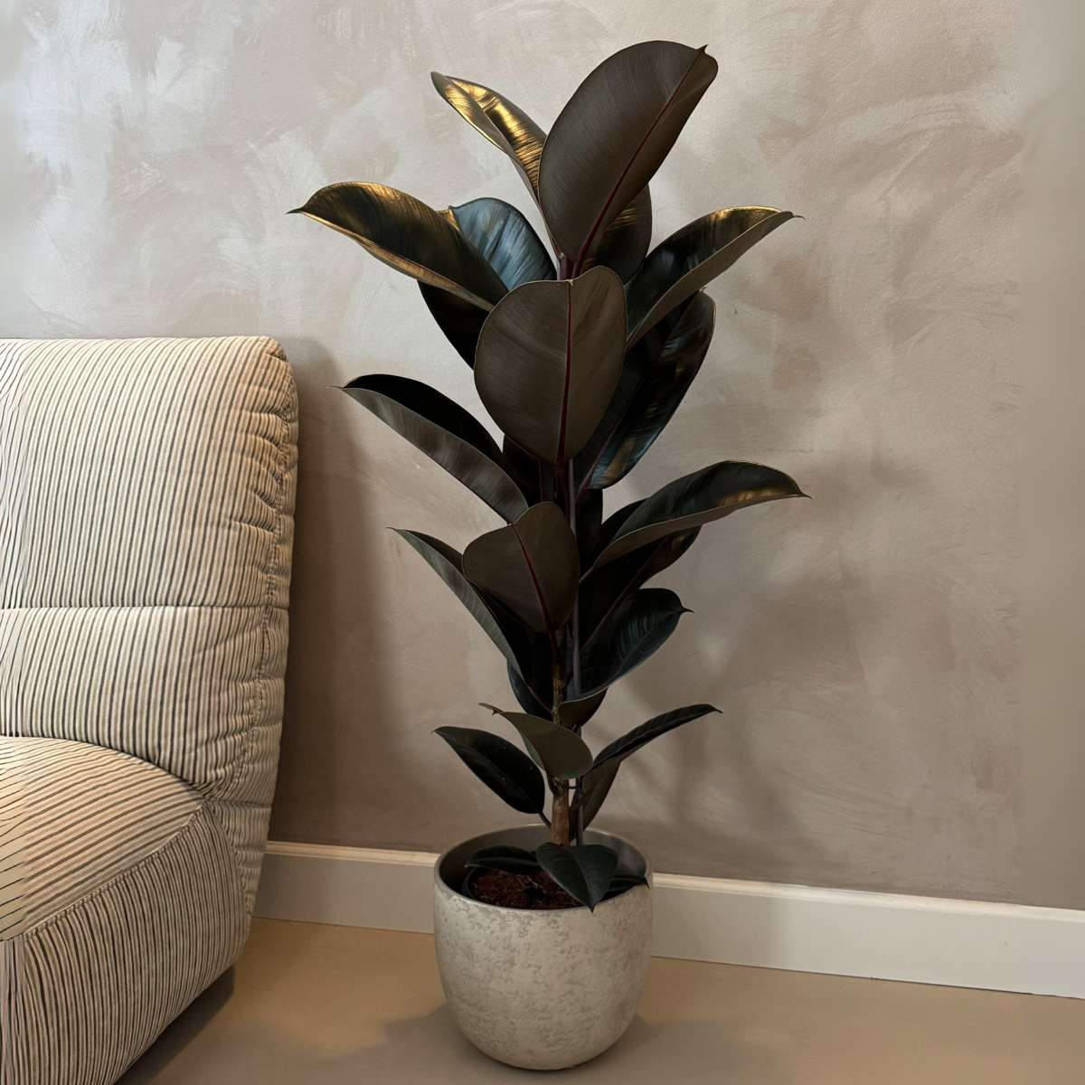 Ficusul de cauciuc - Ficus Elastica 'Abidjan' - Înălţime 75-100cm - ⌀24cm