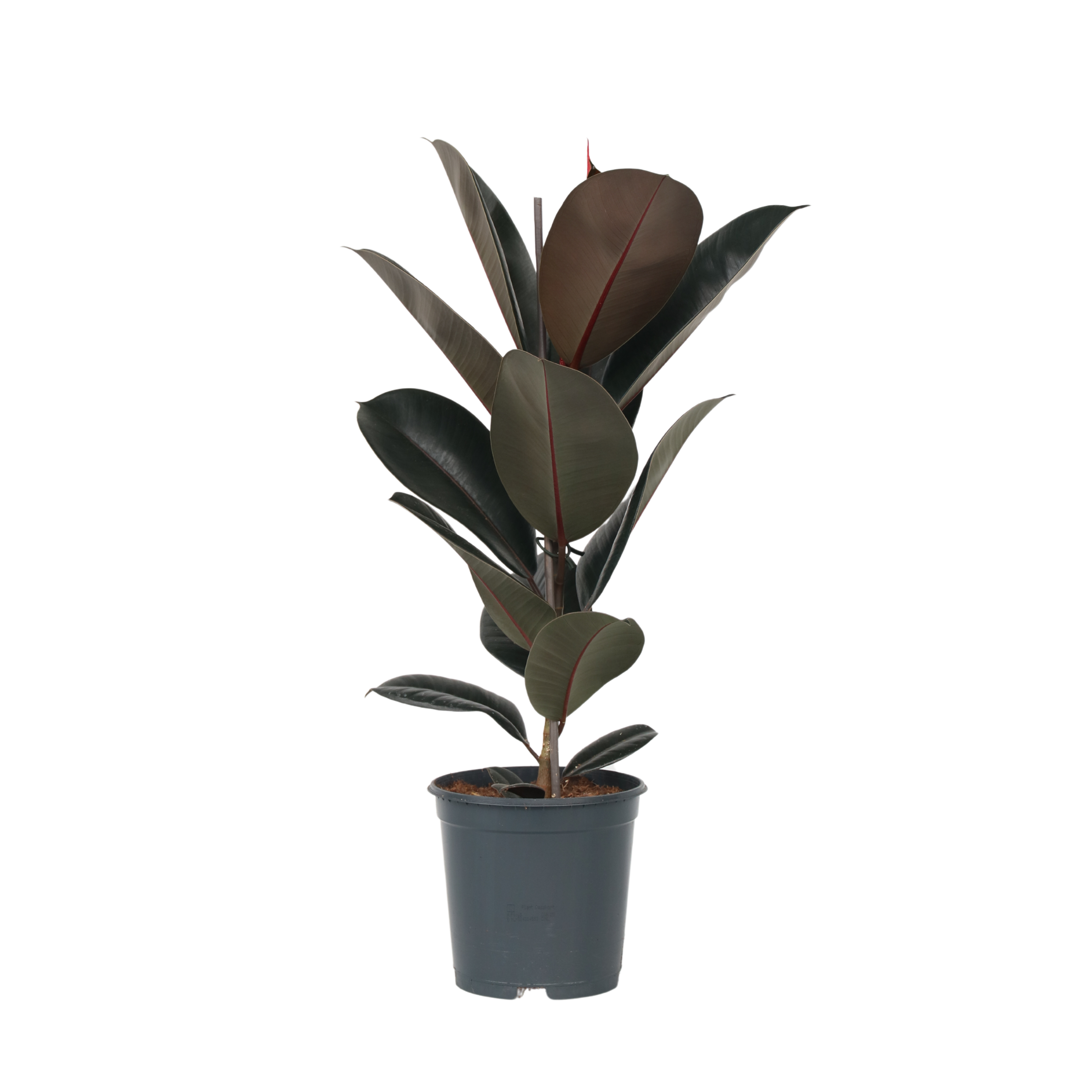 Ficusul de cauciuc - Ficus Elastica 'Abidjan' - Înălţime 75-100cm - ⌀24cm