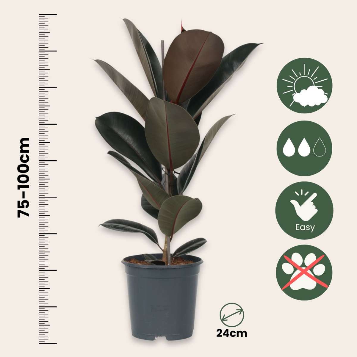 Ficusul de cauciuc - Ficus Elastica 'Abidjan' - Înălţime 75-100cm - ⌀24cm