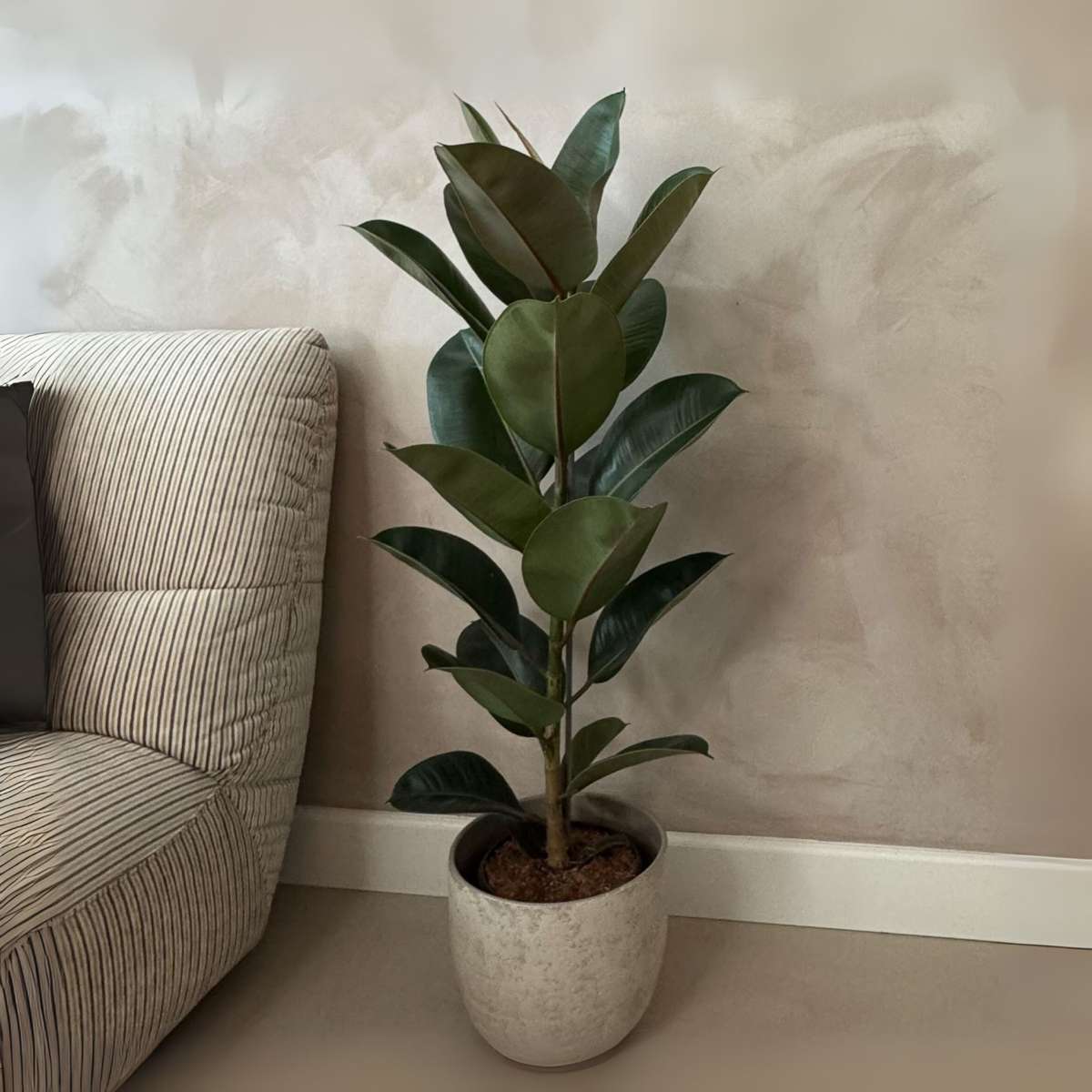 Ficusul de cauciuc - Ficus Elastica 'Robusta' - Înălţime 75-100cm - ⌀24cm