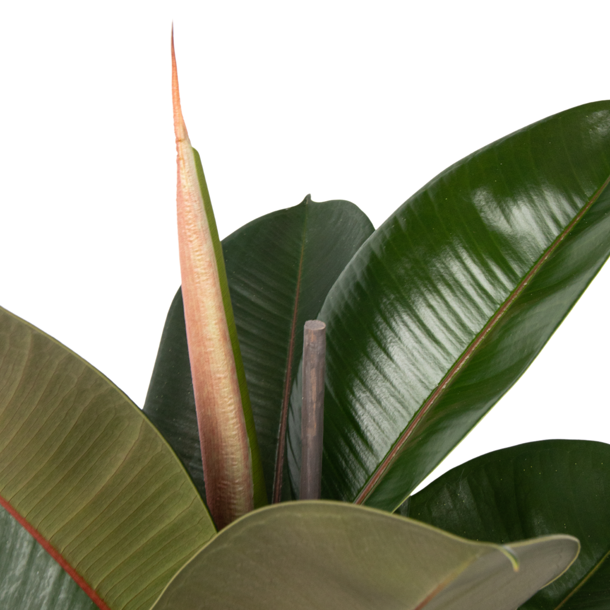 Ficusul de cauciuc - Ficus Elastica 'Robusta' - Înălţime 75-100cm - ⌀24cm
