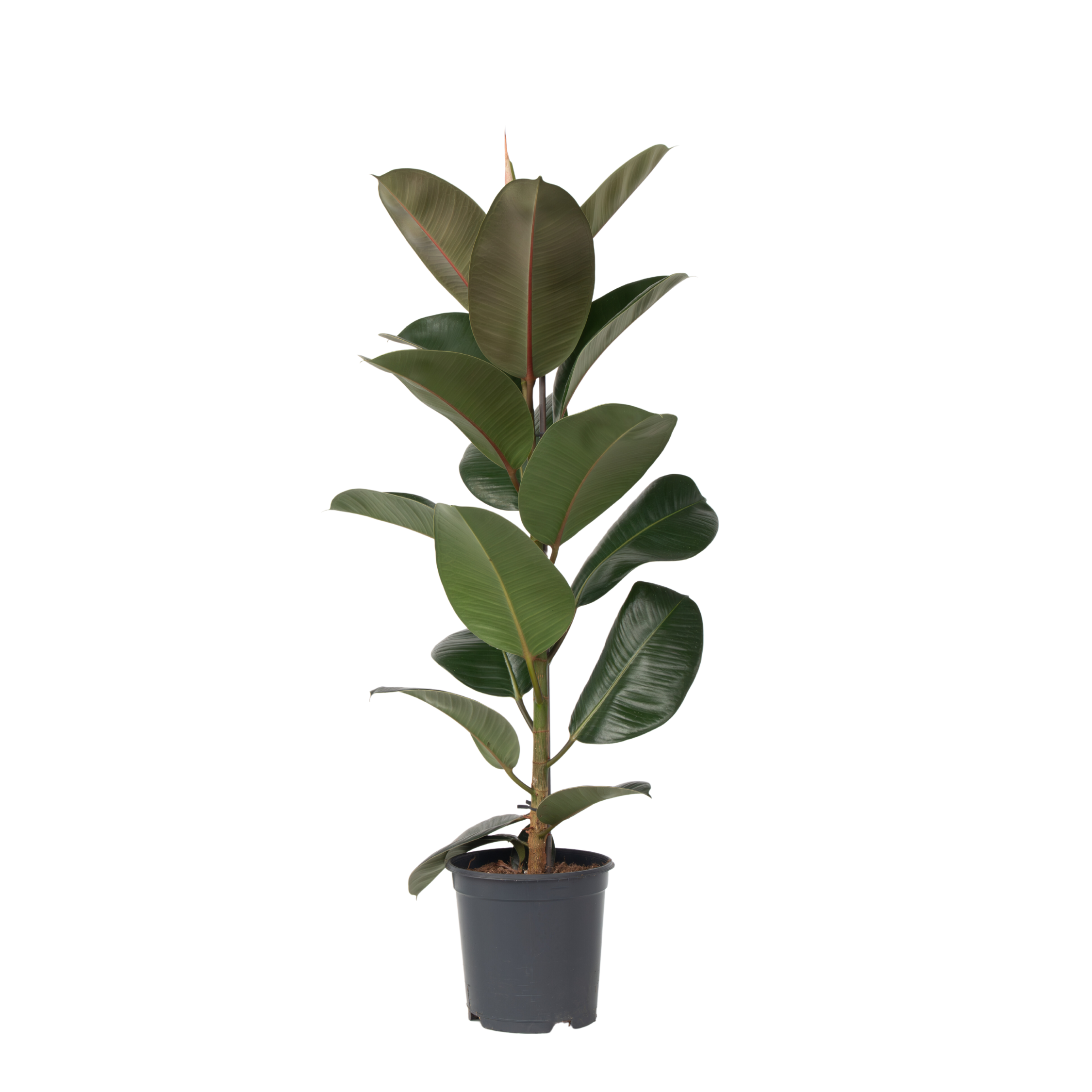 Ficusul de cauciuc - Ficus Elastica 'Robusta' - Înălţime 75-100cm - ⌀24cm