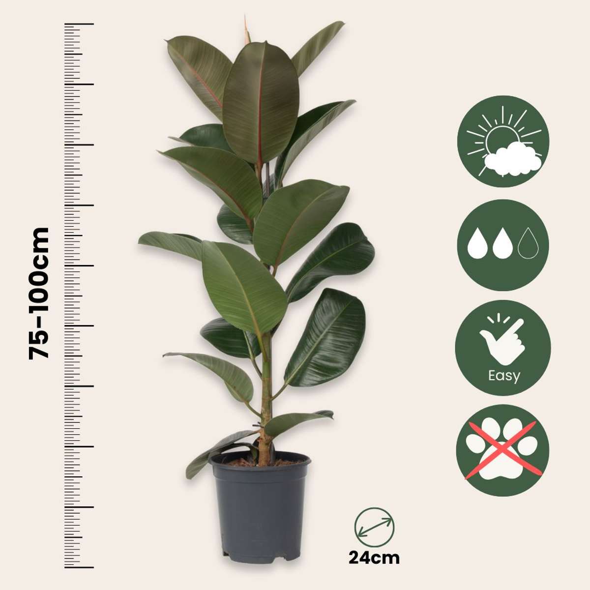 Ficusul de cauciuc - Ficus Elastica 'Robusta' - Înălţime 75-100cm - ⌀24cm