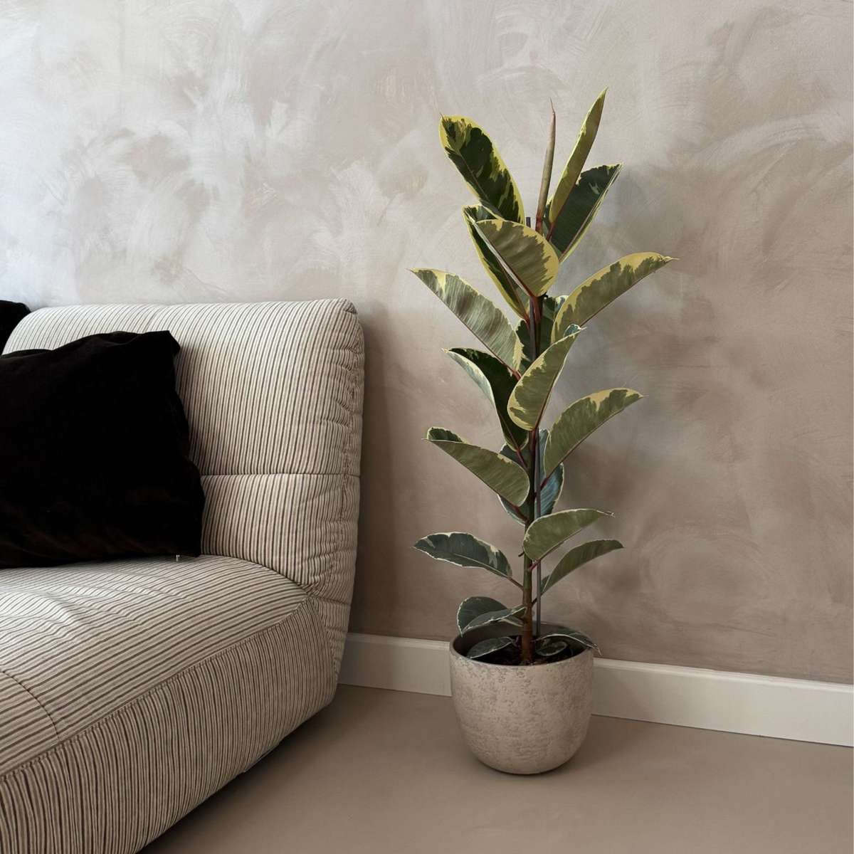Ficusul de cauciuc - Ficus Elastica 'Tineke' - Înălţime 75-100cm - ⌀24cm