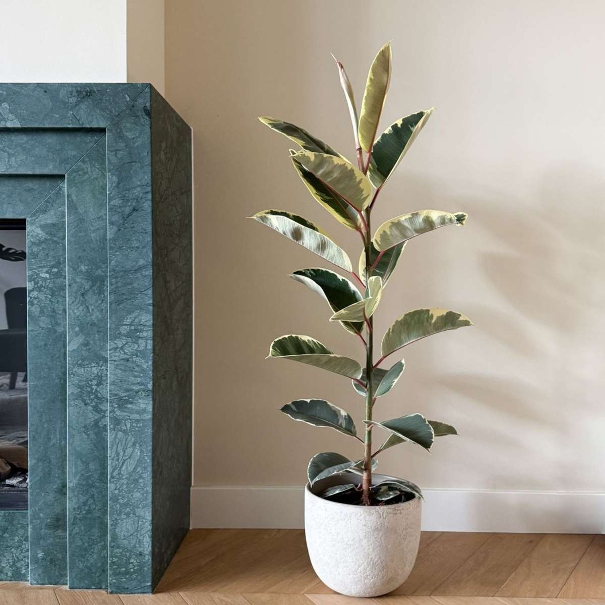 Ficusul de cauciuc - Ficus Elastica 'Tineke' - Înălţime 75-100cm - ⌀24cm