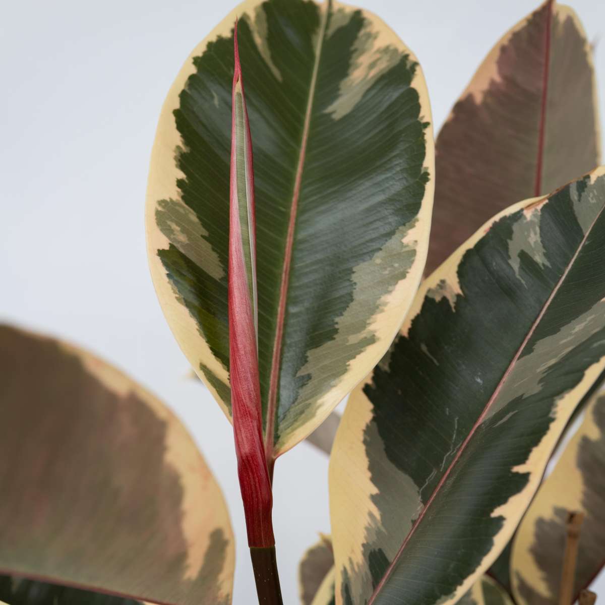 Ficusul de cauciuc - Ficus Elastica 'Tineke' - Înălţime 75-100cm - ⌀24cm