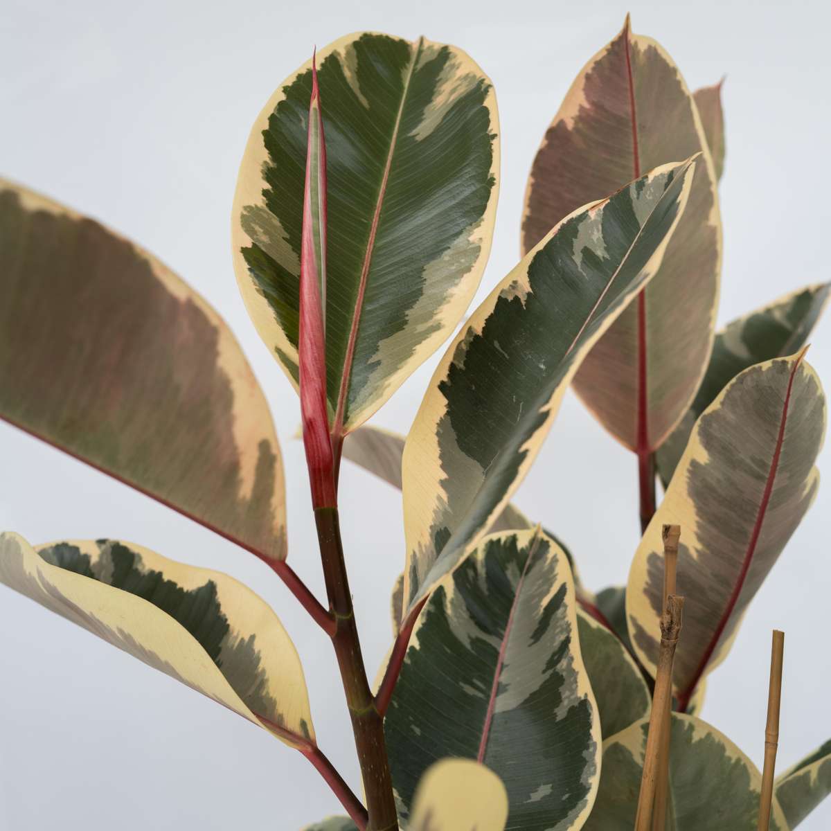 Ficusul de cauciuc - Ficus Elastica 'Tineke' - Înălţime 75-100cm - ⌀24cm