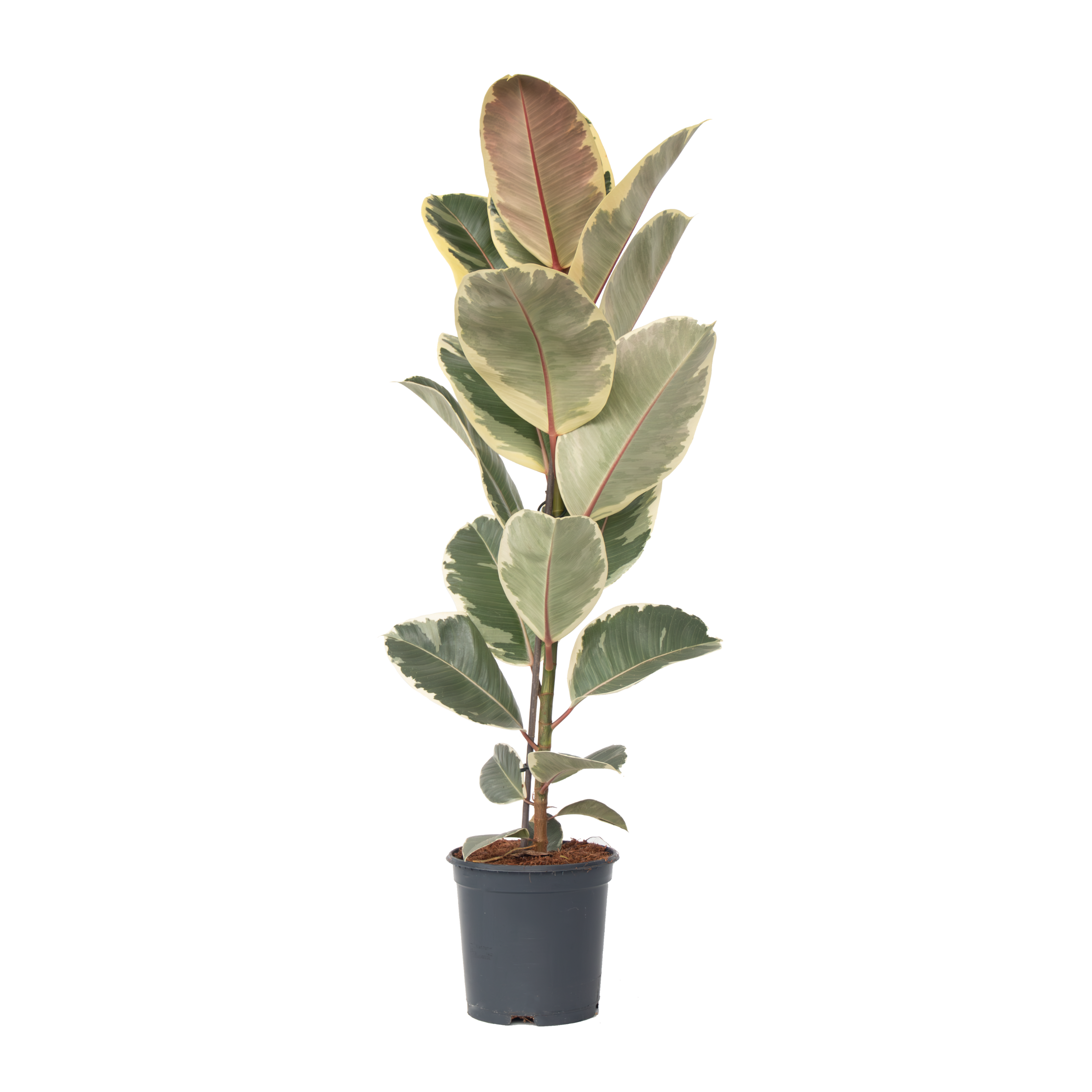 Ficusul de cauciuc - Ficus Elastica 'Tineke' - Înălţime 75-100cm - ⌀24cm