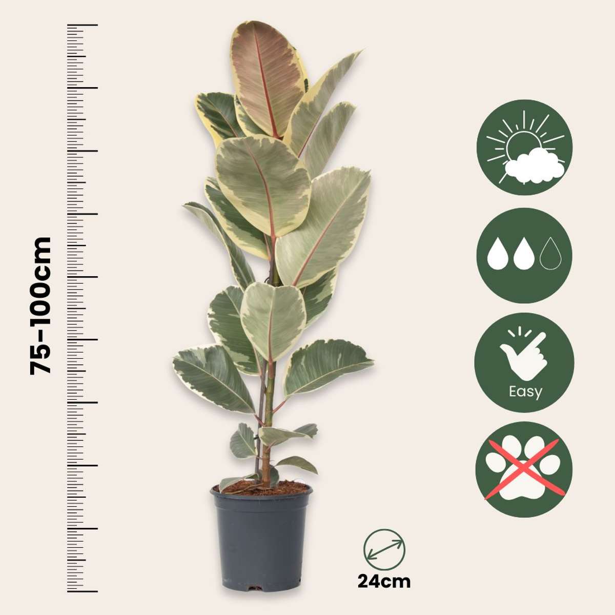 Ficusul de cauciuc - Ficus Elastica 'Tineke' - Înălţime 75-100cm - ⌀24cm
