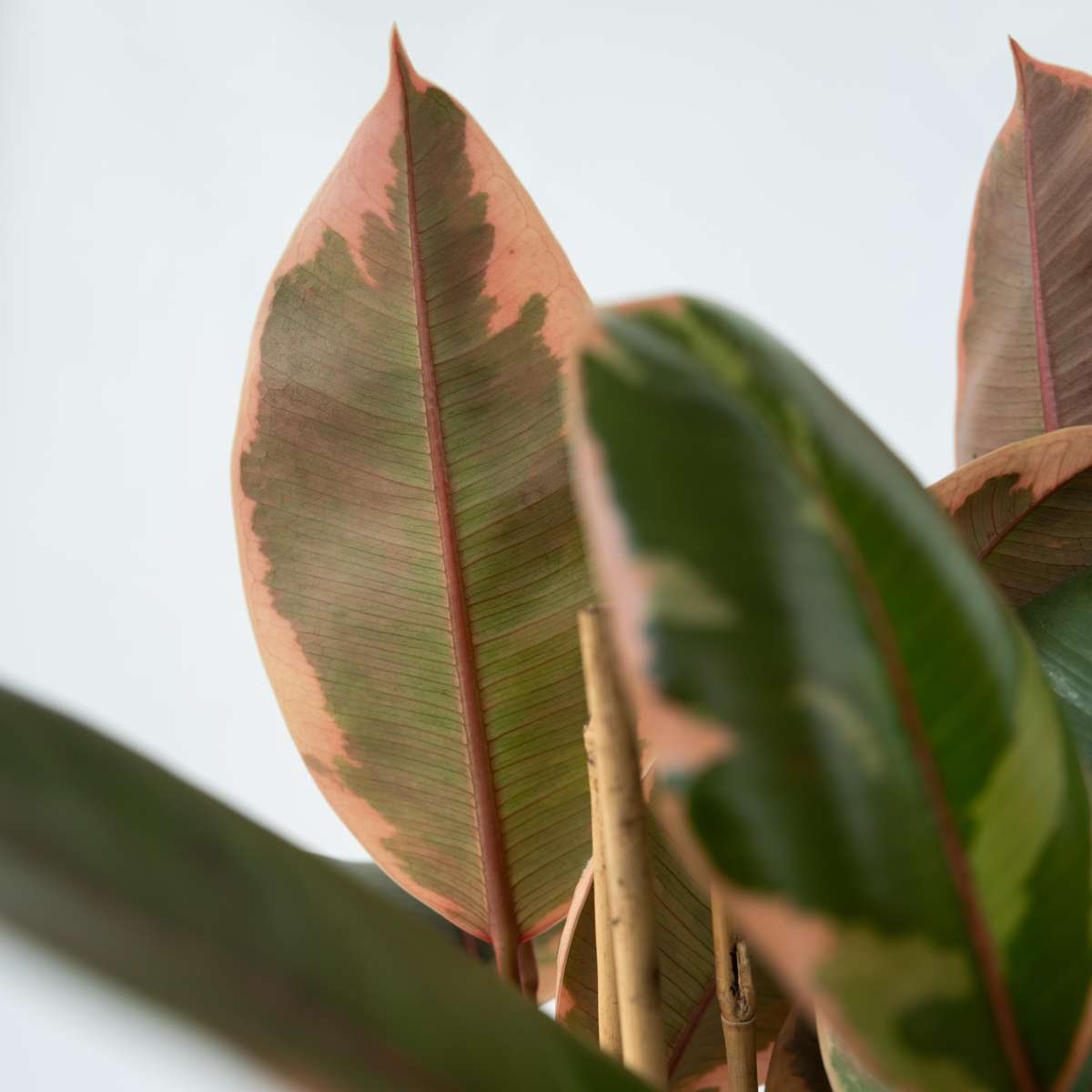 Ficusul de cauciuc - Ficus Elastica 'Belize' - Înălţime 75-100cm - ⌀24cm