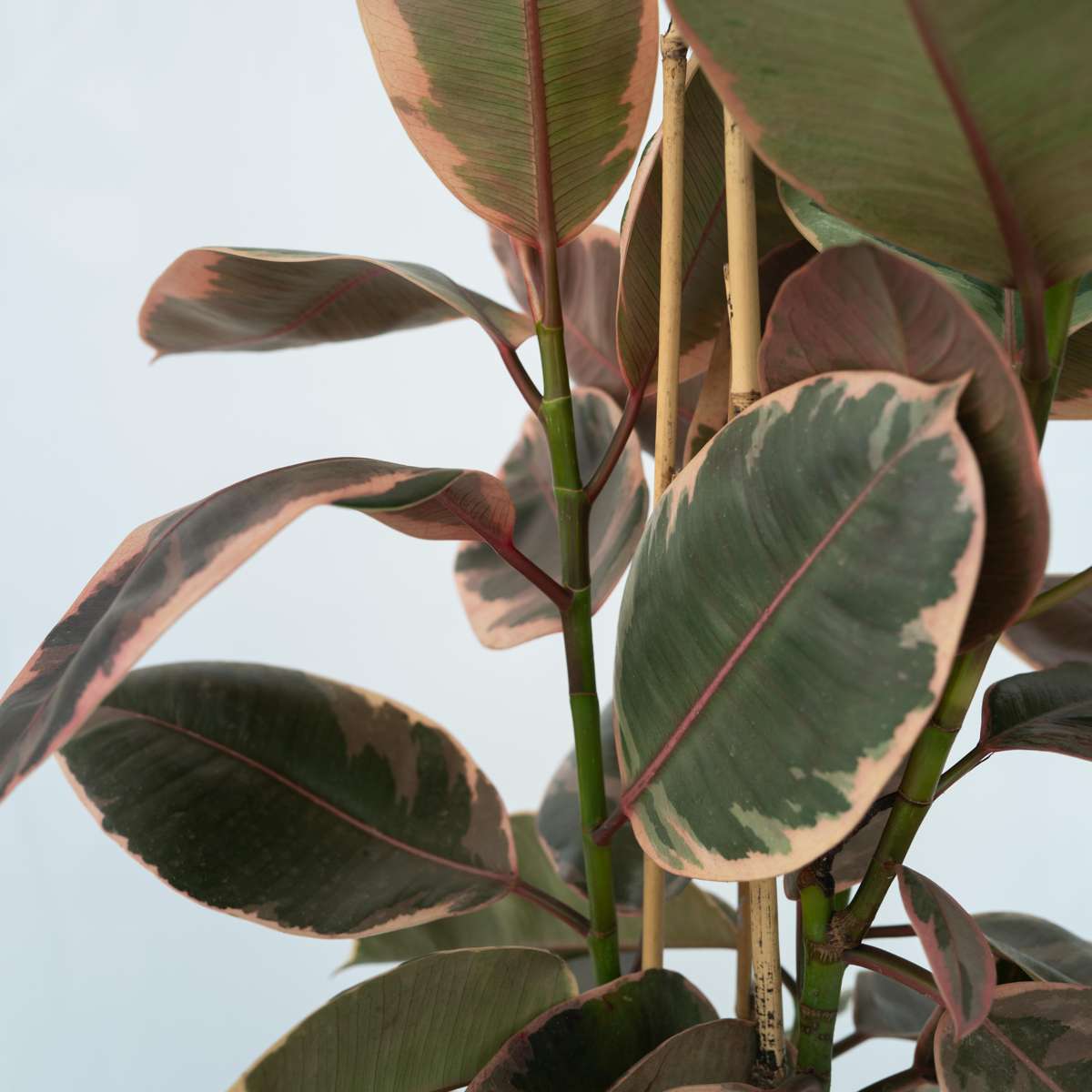 Ficusul de cauciuc - Ficus Elastica 'Belize' - Înălţime 75-100cm - ⌀24cm