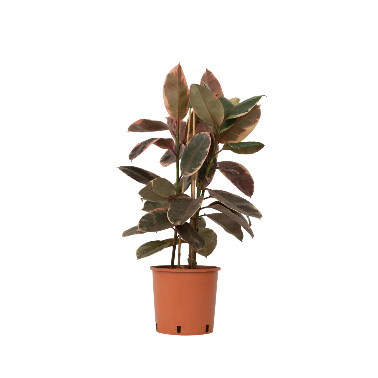 Ficusul de cauciuc - Ficus Elastica 'Belize' - Înălţime 75-100cm - ⌀24cm