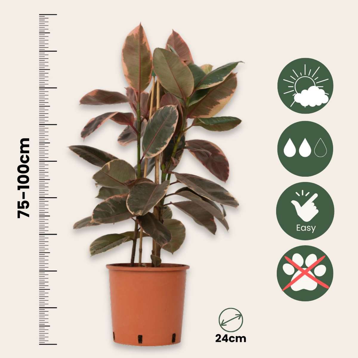 Ficusul de cauciuc - Ficus Elastica 'Belize' - Înălţime 75-100cm - ⌀24cm