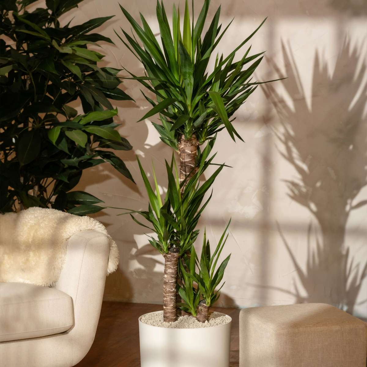 Arborele vietii - Yucca elephantipes - Înălţime 130-140cm - ⌀24cm