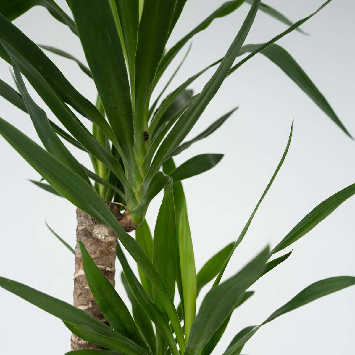 Arborele vietii - Yucca elephantipes - Înălţime 130-140cm - ⌀24cm