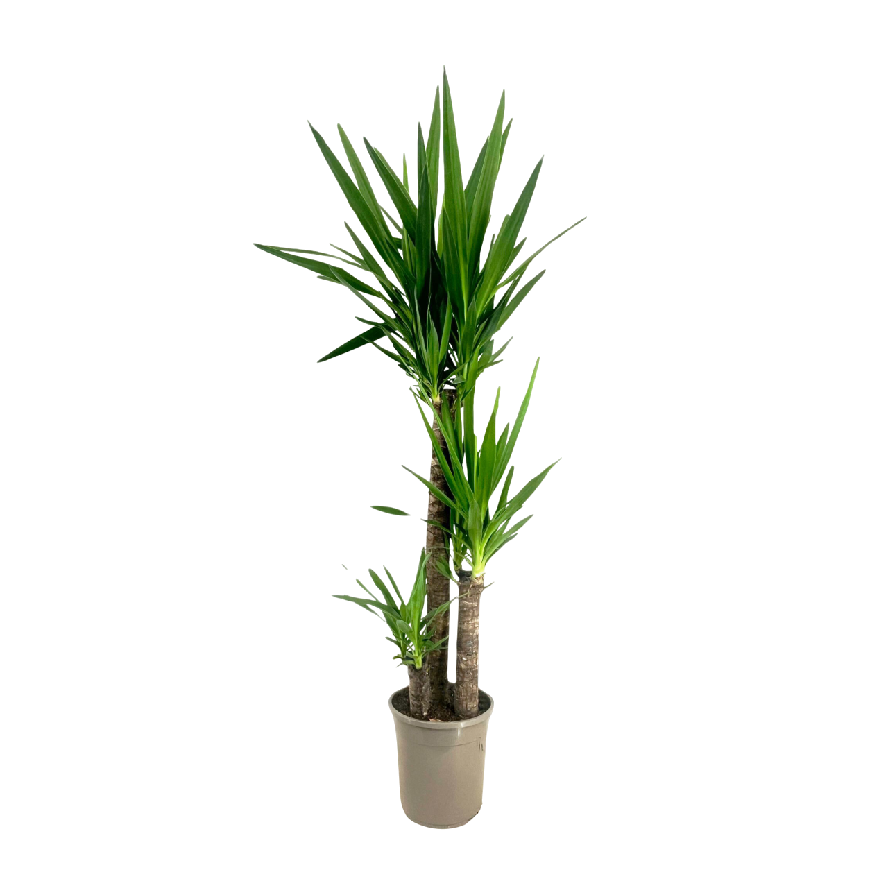 Arborele vietii - Yucca elephantipes - Înălţime 130-140cm - ⌀24cm