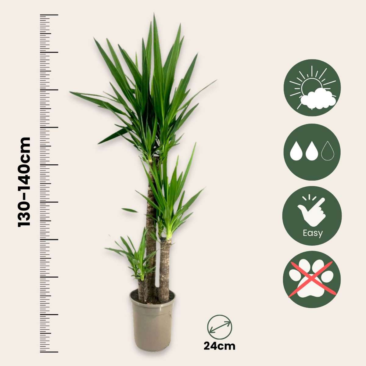 Arborele vietii - Yucca elephantipes - Înălţime 130-140cm - ⌀24cm