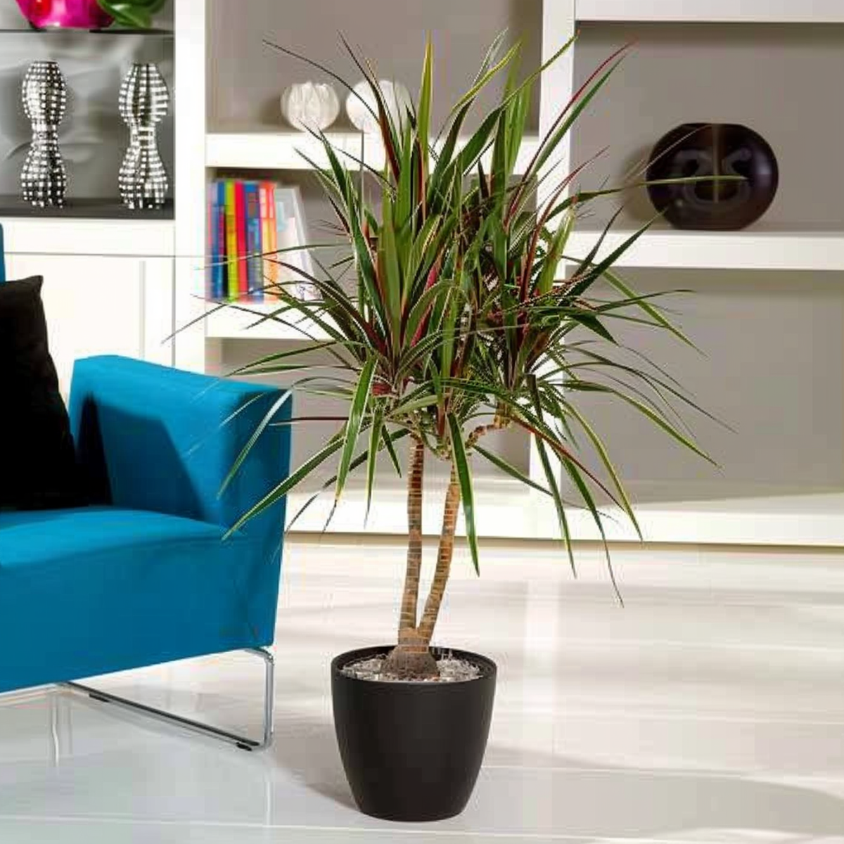 Dracena - Dracaena marginata 'Bicolor' - Înălţime 110-130cm - ⌀24cm