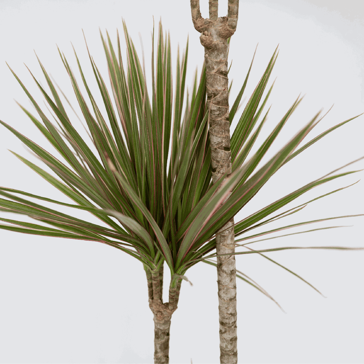 Dracena - Dracaena marginata 'Bicolor' - Înălţime 110-130cm - ⌀24cm