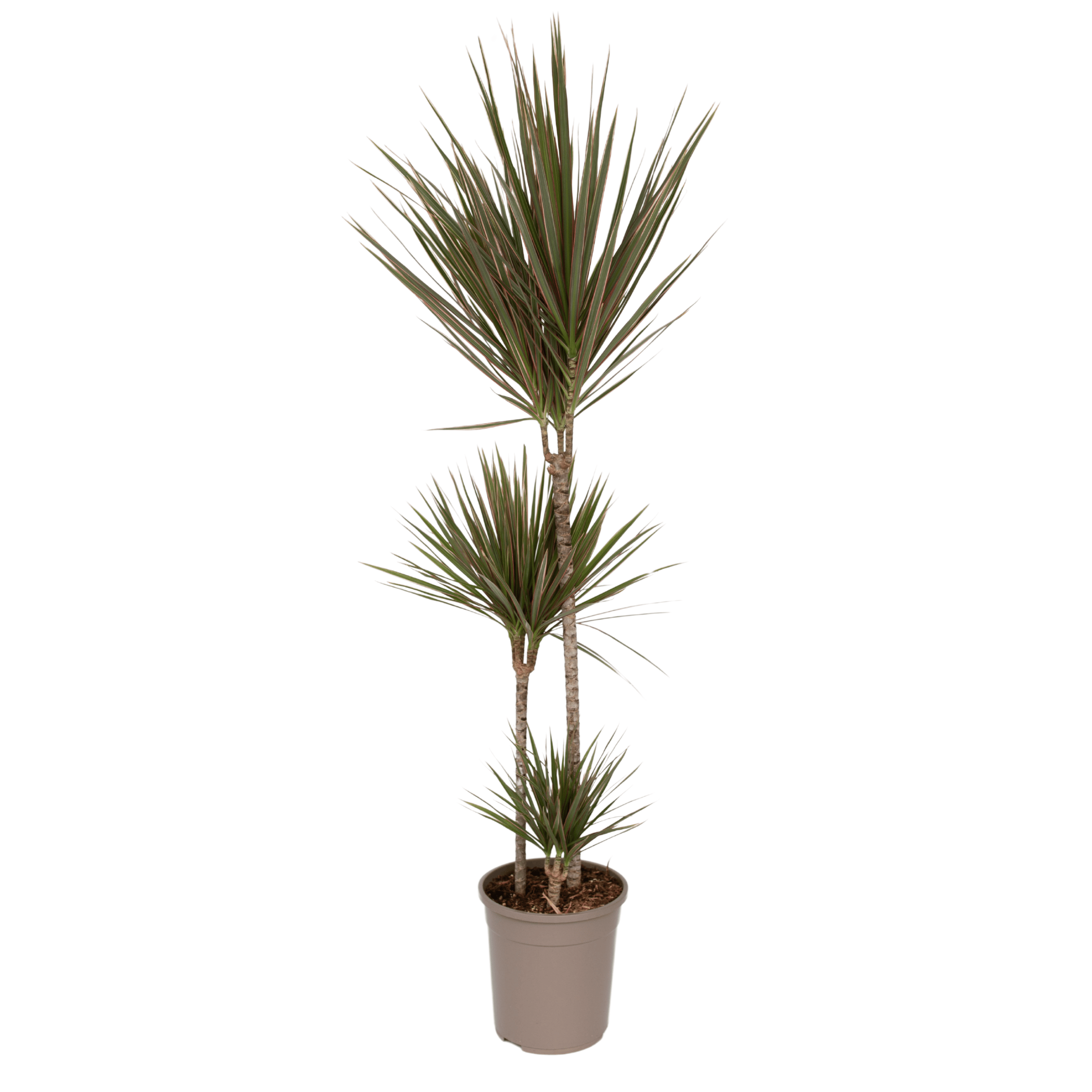 Dracena - Dracaena marginata 'Bicolor' - Înălţime 110-130cm - ⌀24cm