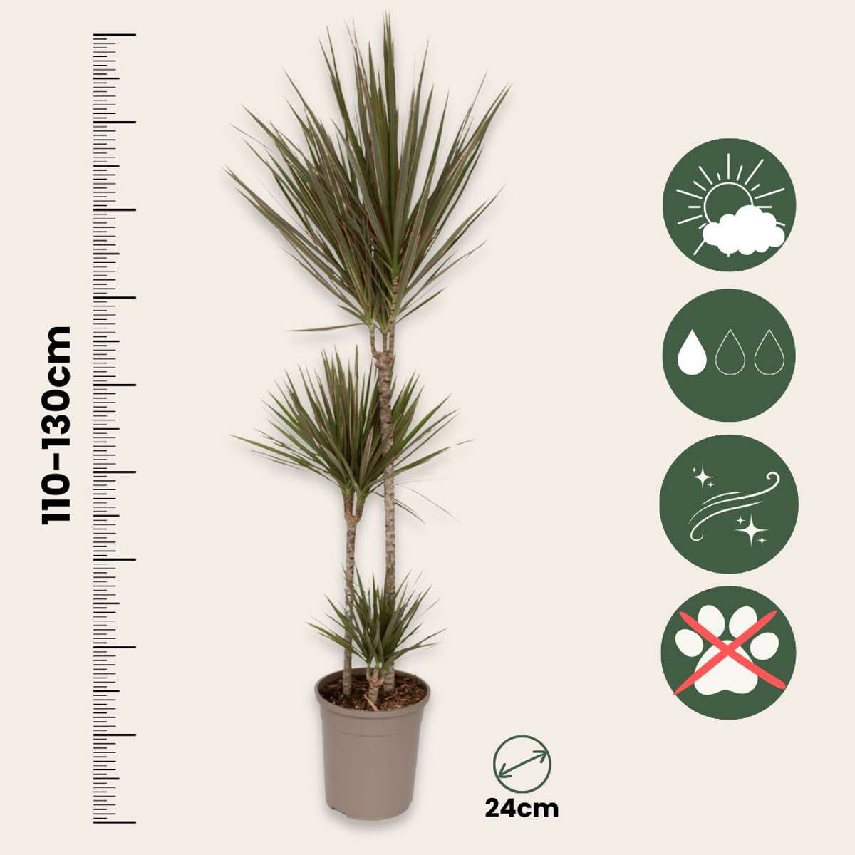 Dracena - Dracaena marginata 'Bicolor' - Înălţime 110-130cm - ⌀24cm