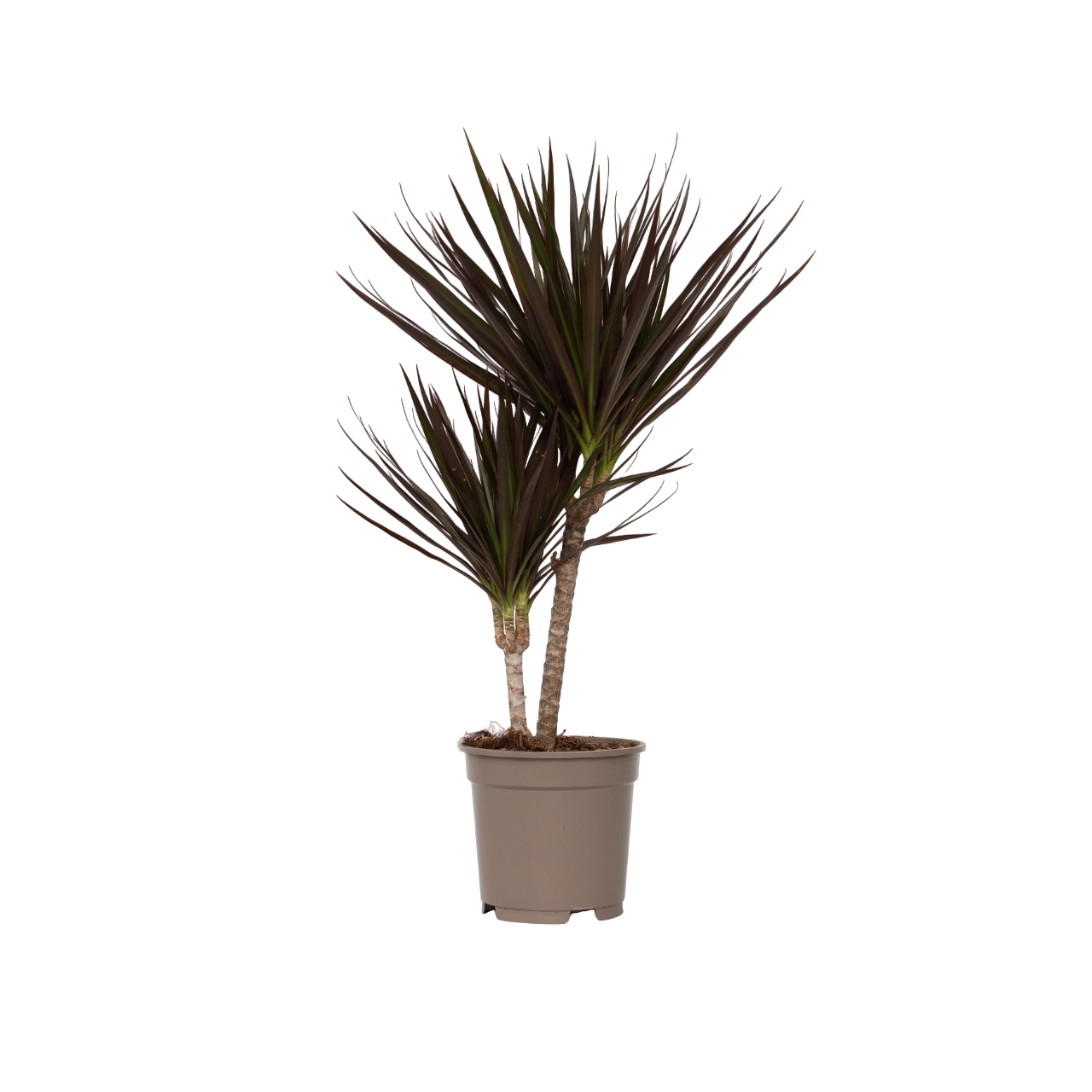 Dracena - Dracaena marginata 'Magenta' - Înălţime 70-80cm - ⌀17cm