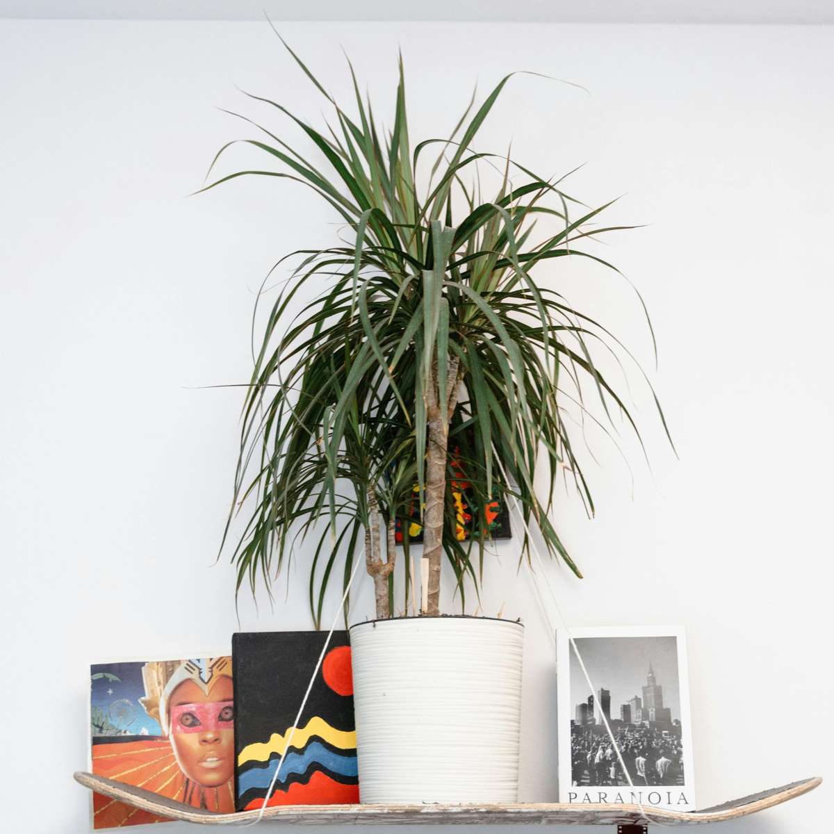 Dracena - 2 buc - Dracaena marginata 'Magenta' - Înălţime 70-80cm - ⌀17cm