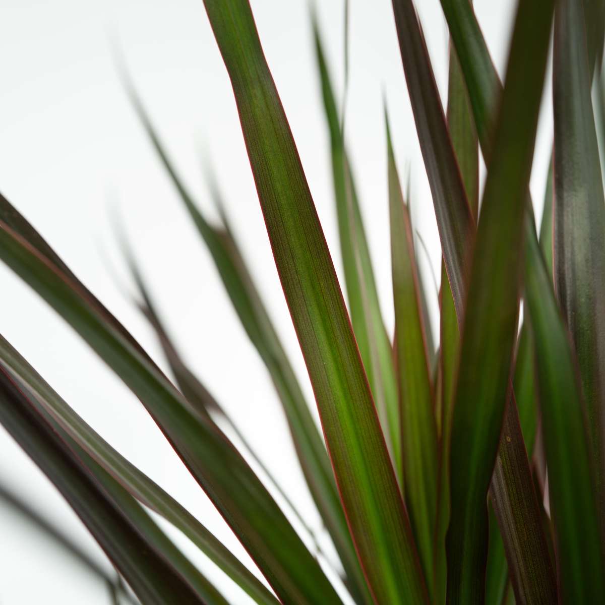 Dracena - 2 buc - Dracaena marginata 'Magenta' - Înălţime 70-80cm - ⌀17cm