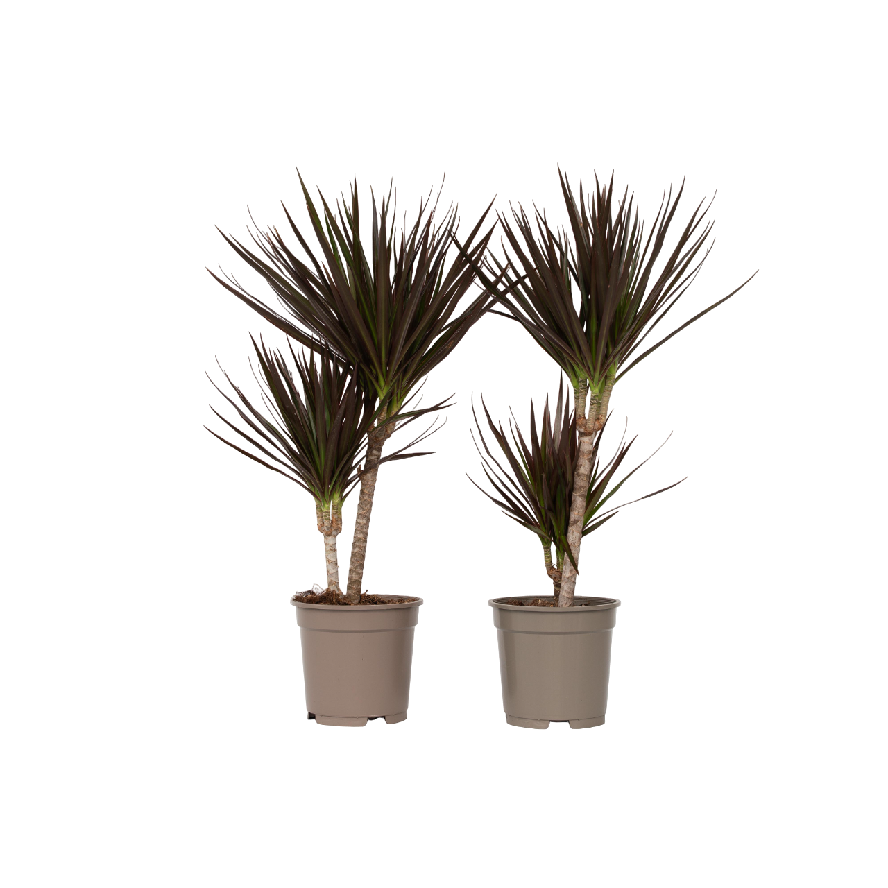 Dracena - 2 buc - Dracaena marginata 'Magenta' - Înălţime 70-80cm - ⌀17cm