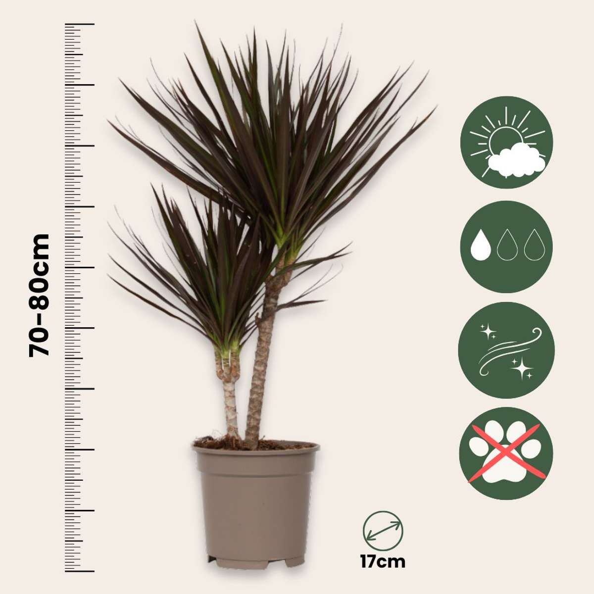 Dracena - 2 buc - Dracaena marginata 'Magenta' - Înălţime 70-80cm - ⌀17cm