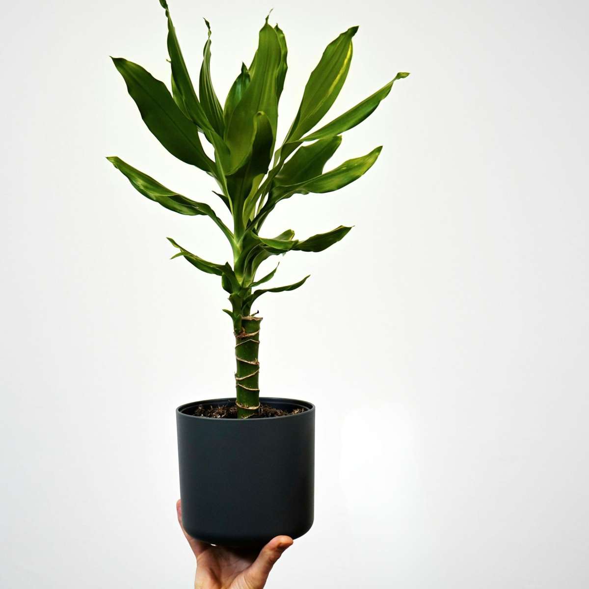 Dracena - 2 buc - Dracaena Deremensis 'Warneckei' - Înălţime 60-70cm - ⌀17cm