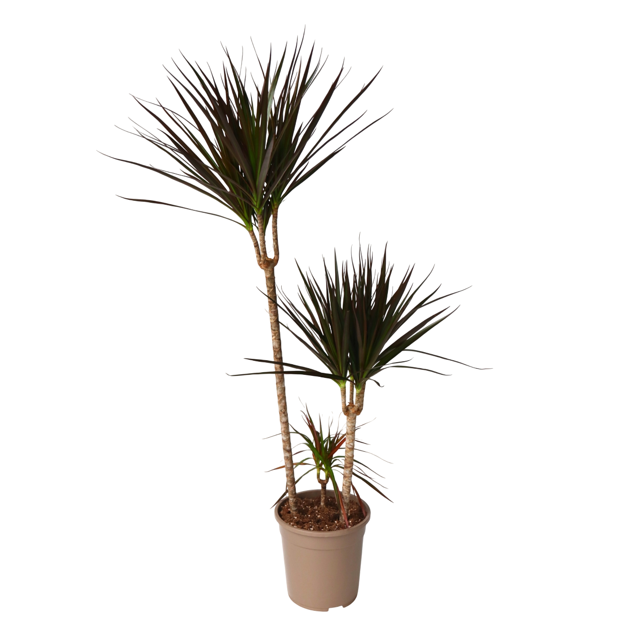 Dracena - Dracaena marginata 'Magenta' - Înălţime 110-130cm - ⌀24cm