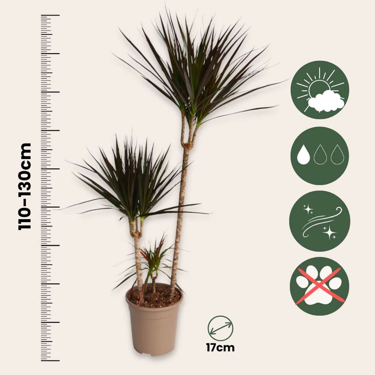Dracena - Dracaena marginata 'Magenta' - Înălţime 110-130cm - ⌀24cm