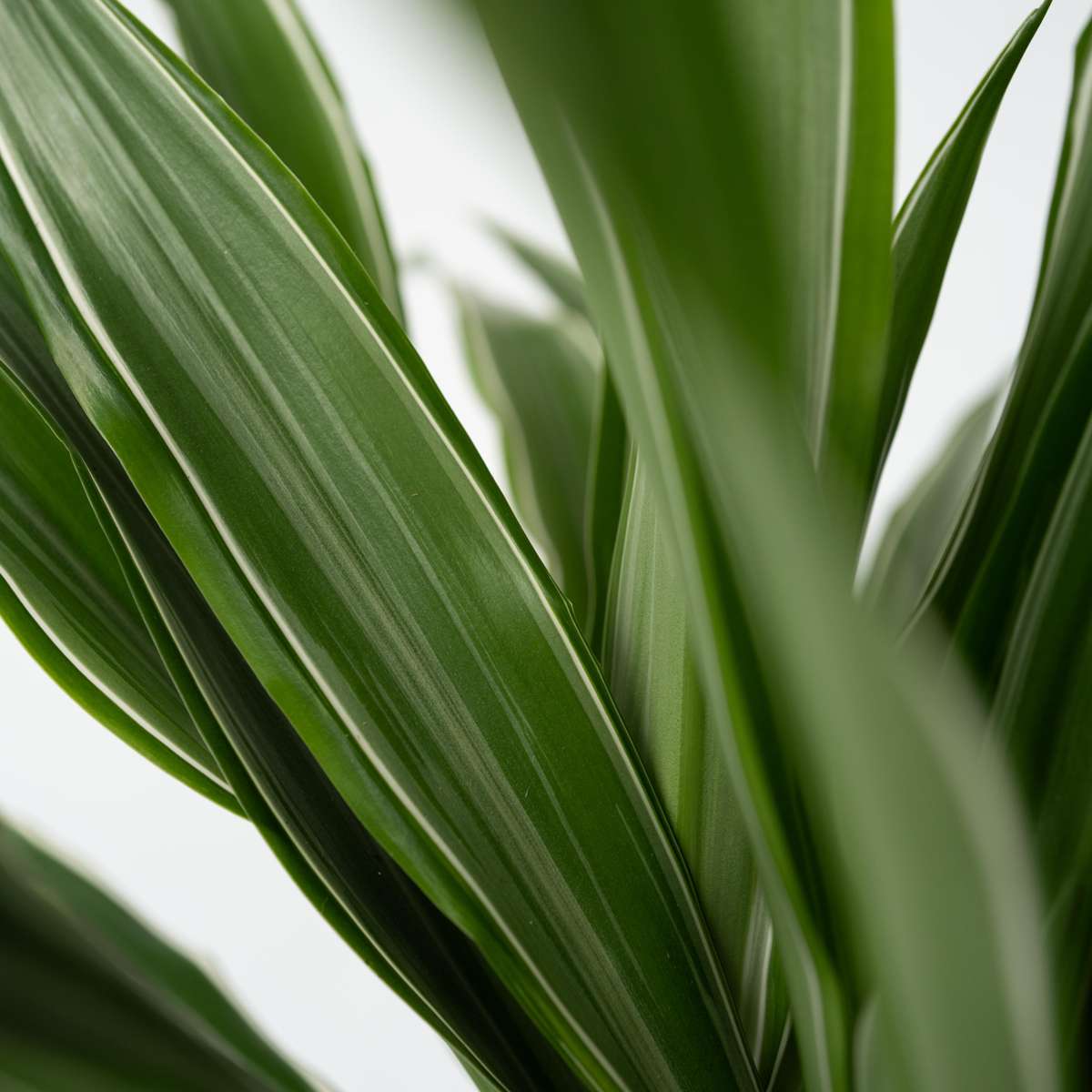 Dracena - Dracaena Deremensis 'Warneckei' - Înălţime 60-70cm - ⌀17cm