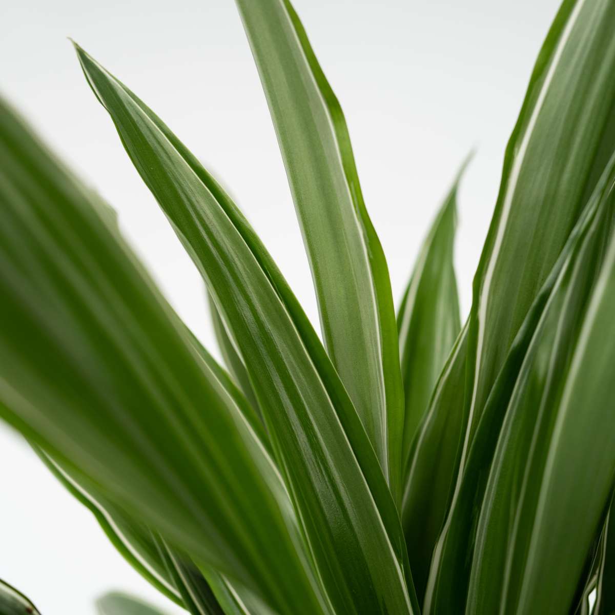 Dracena - Dracaena Deremensis 'Warneckei' - Înălţime 60-70cm - ⌀17cm