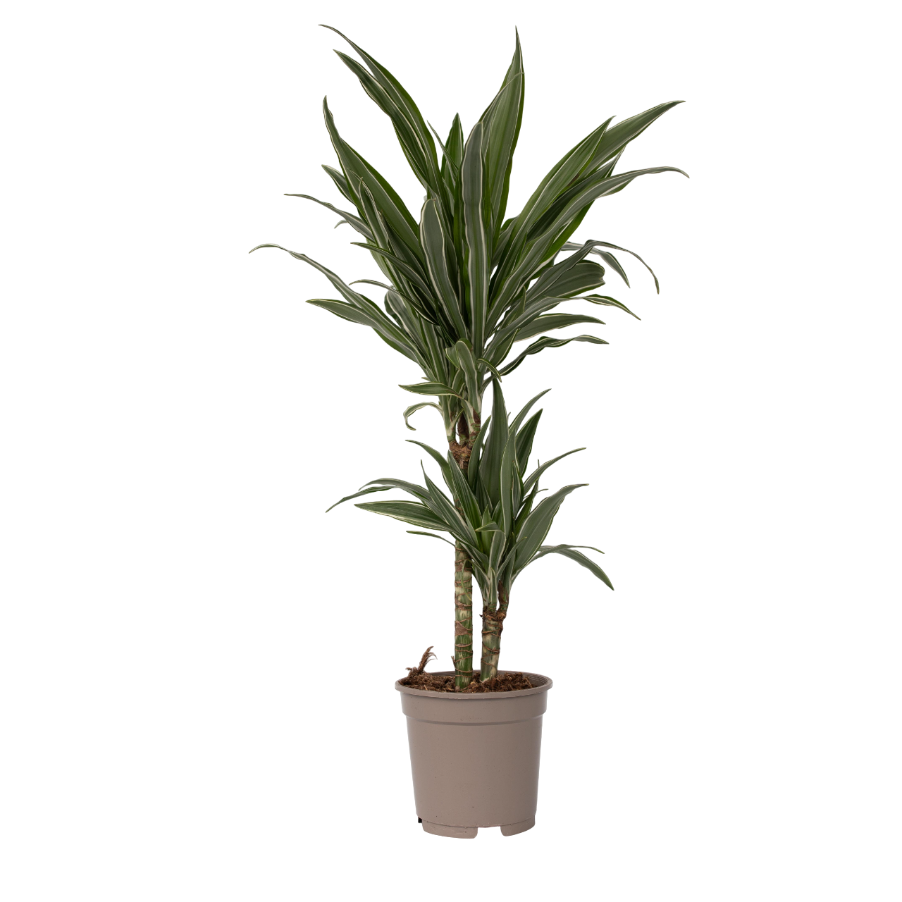 Dracena - Dracaena Deremensis 'Warneckei' - Înălţime 60-70cm - ⌀17cm