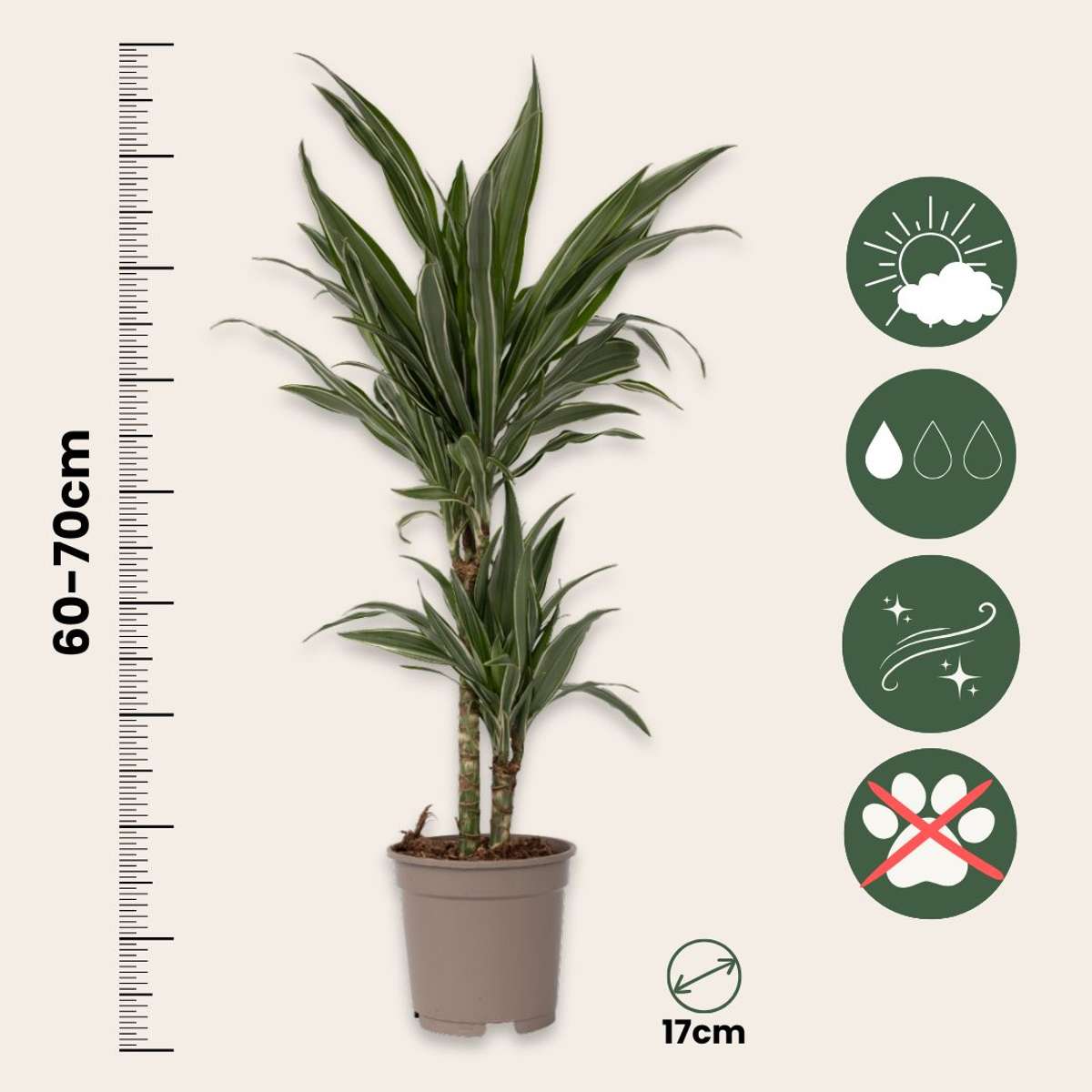 Dracena - Dracaena Deremensis 'Warneckei' - Înălţime 60-70cm - ⌀17cm