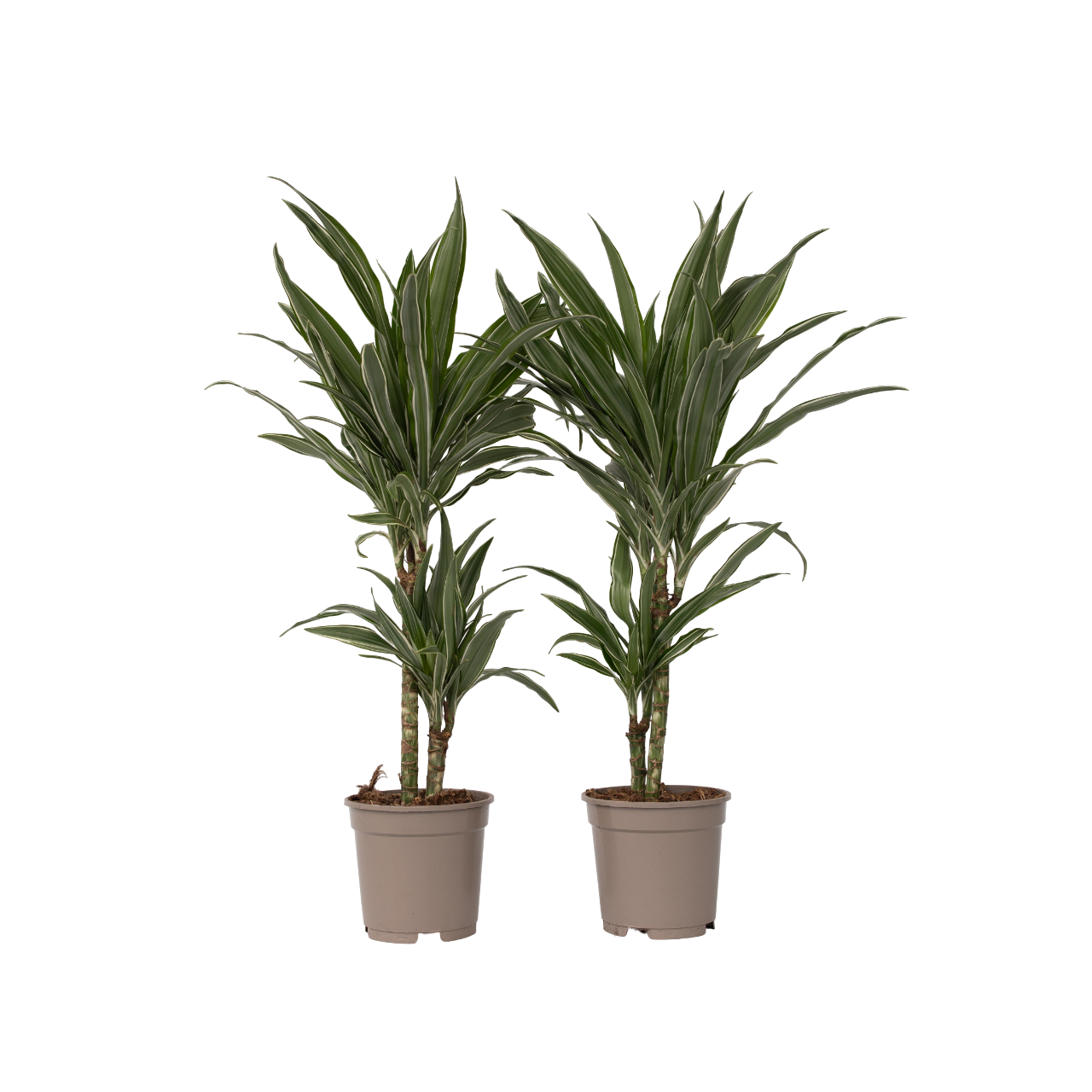 Dracena - 2 buc - Dracaena Deremensis 'Warneckei' - Înălţime 60-70cm - ⌀17cm