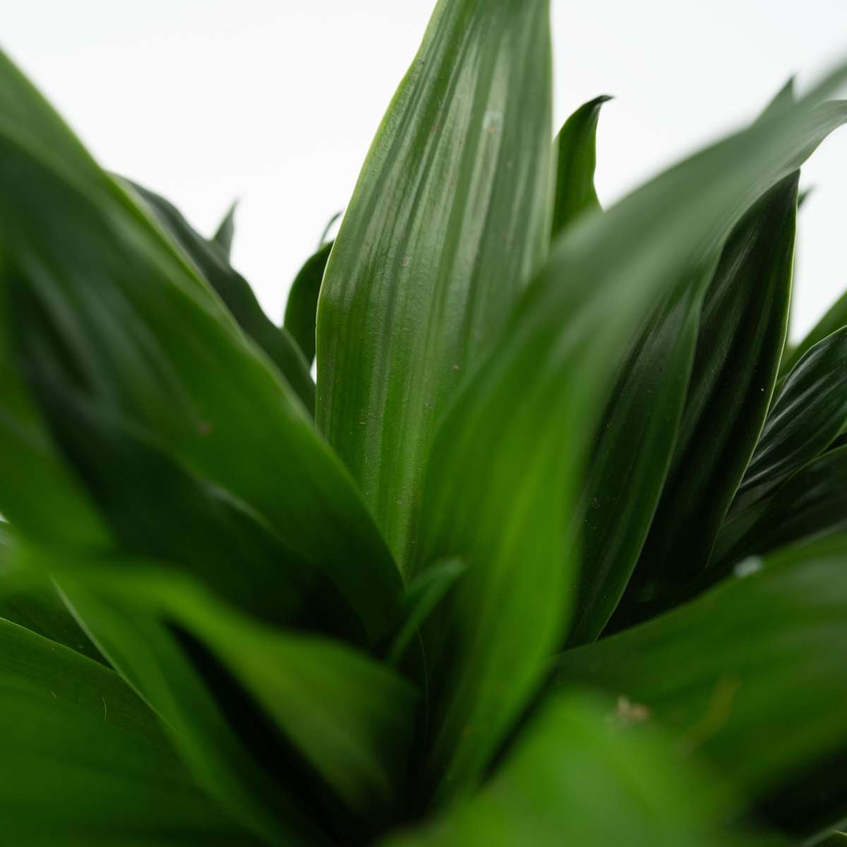 Dracena - Dracaena surculosa - Înălţime 50-65cm - ⌀17cm