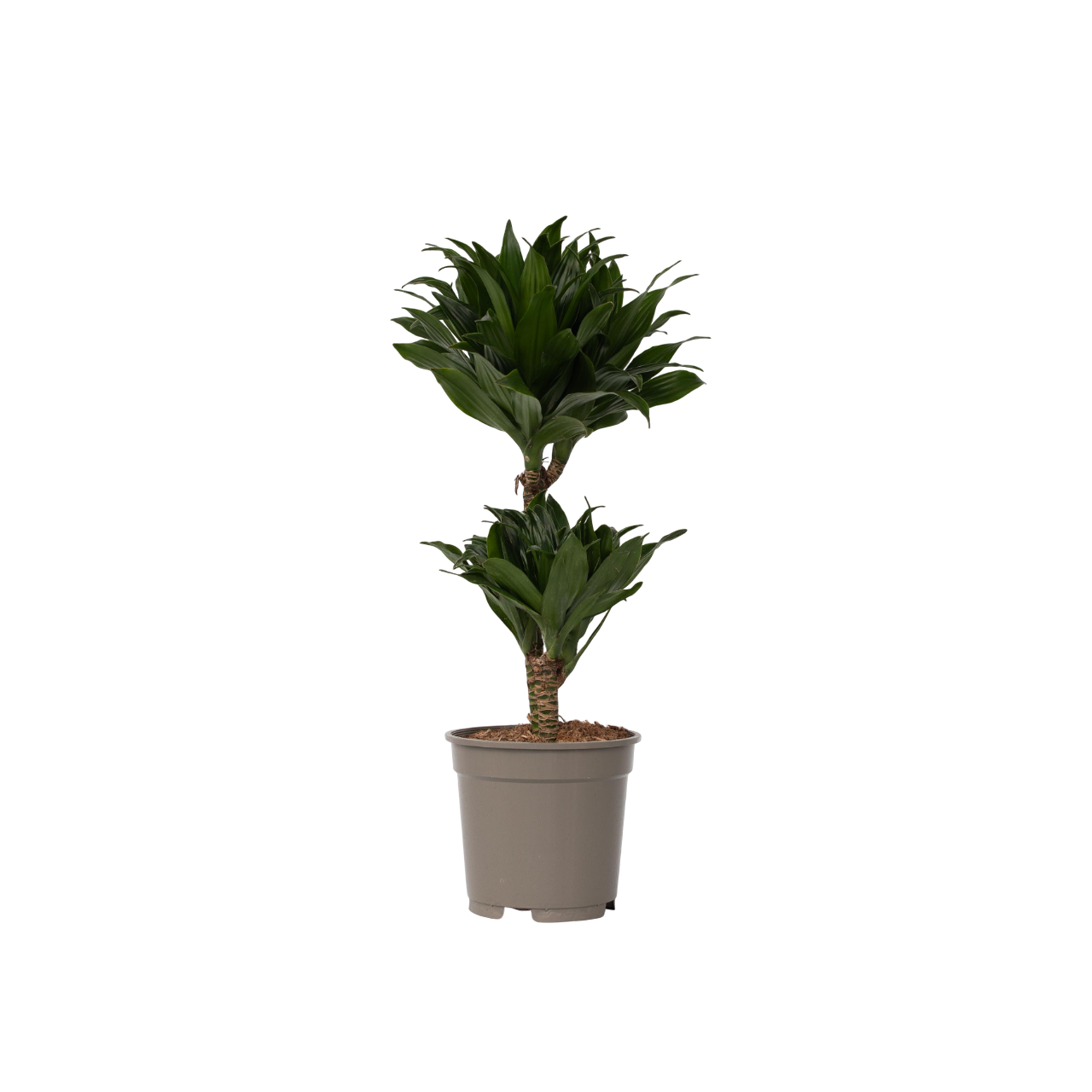 Dracena - Dracaena surculosa - Înălţime 50-65cm - ⌀17cm